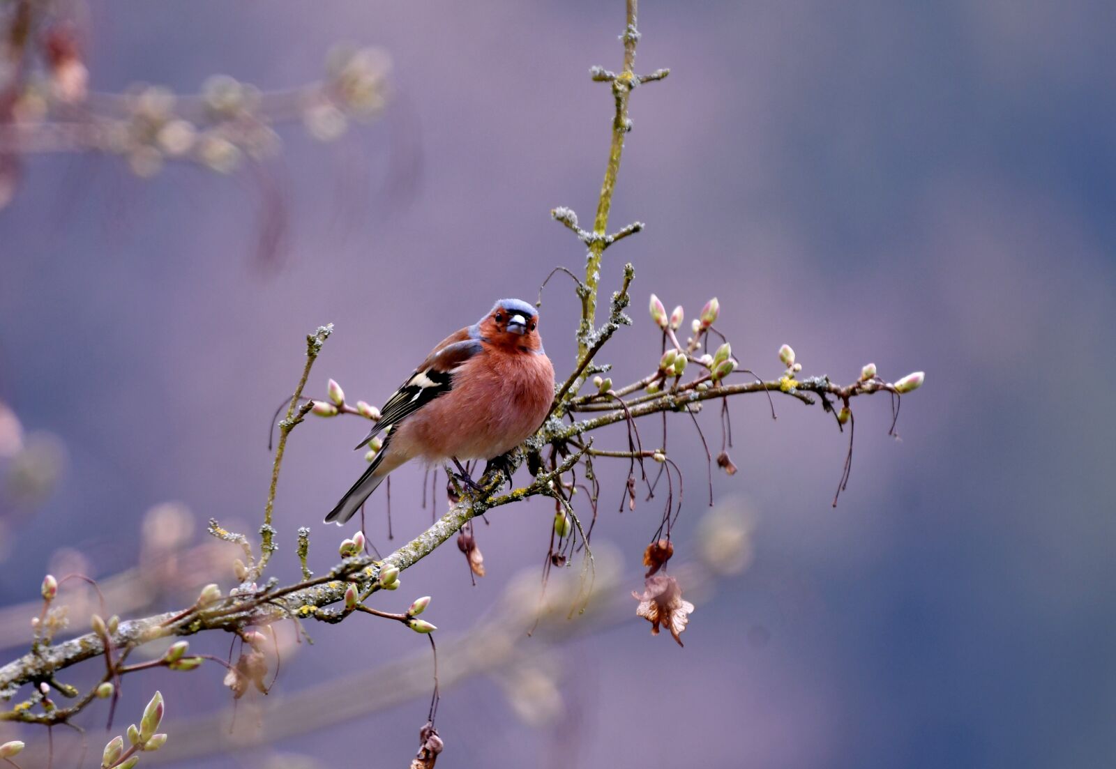 Nikon D500 sample photo. Check, bird, nature photography