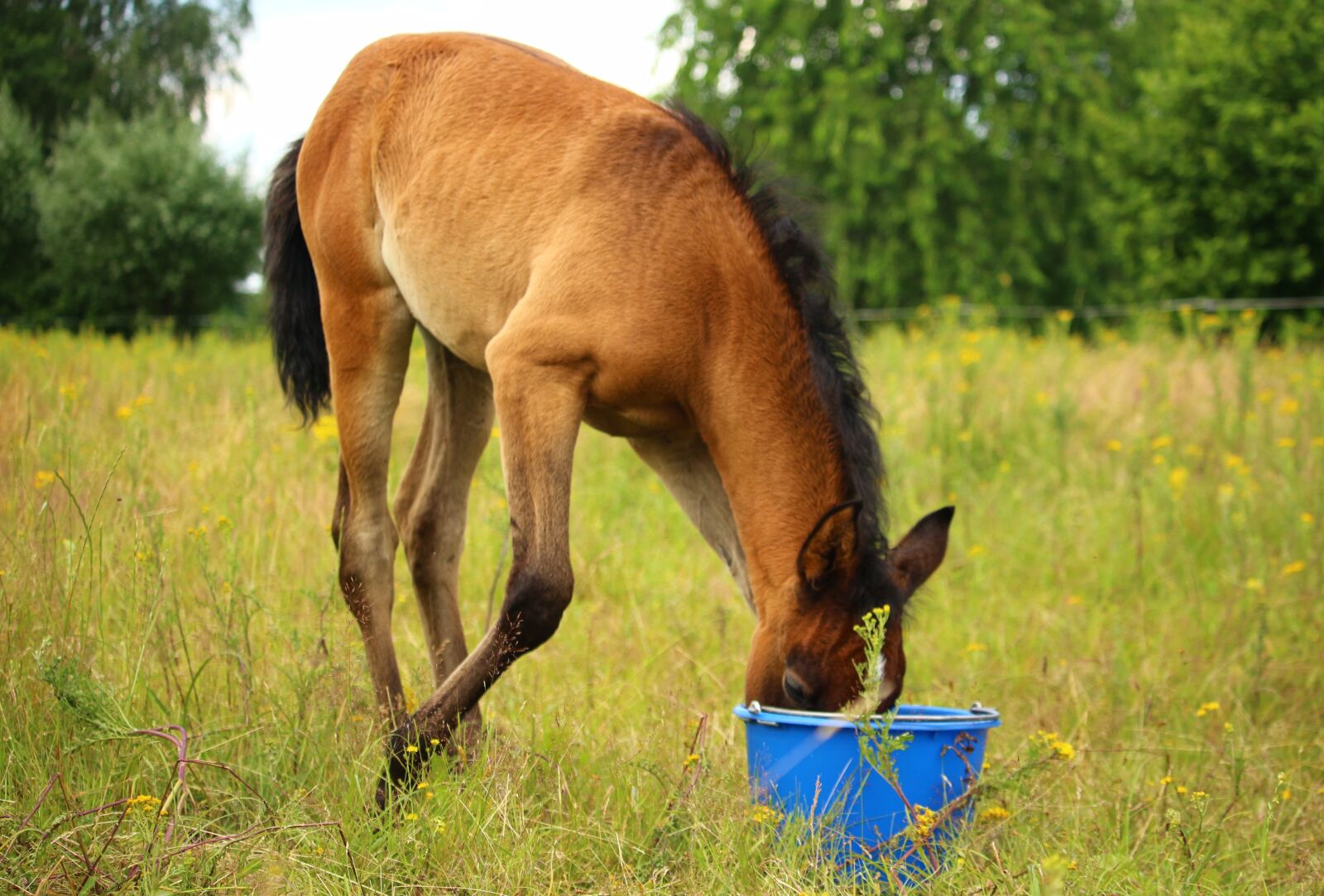 Canon EOS 100D (EOS Rebel SL1 / EOS Kiss X7) sample photo. Horse, foal, thoroughbred arabian photography