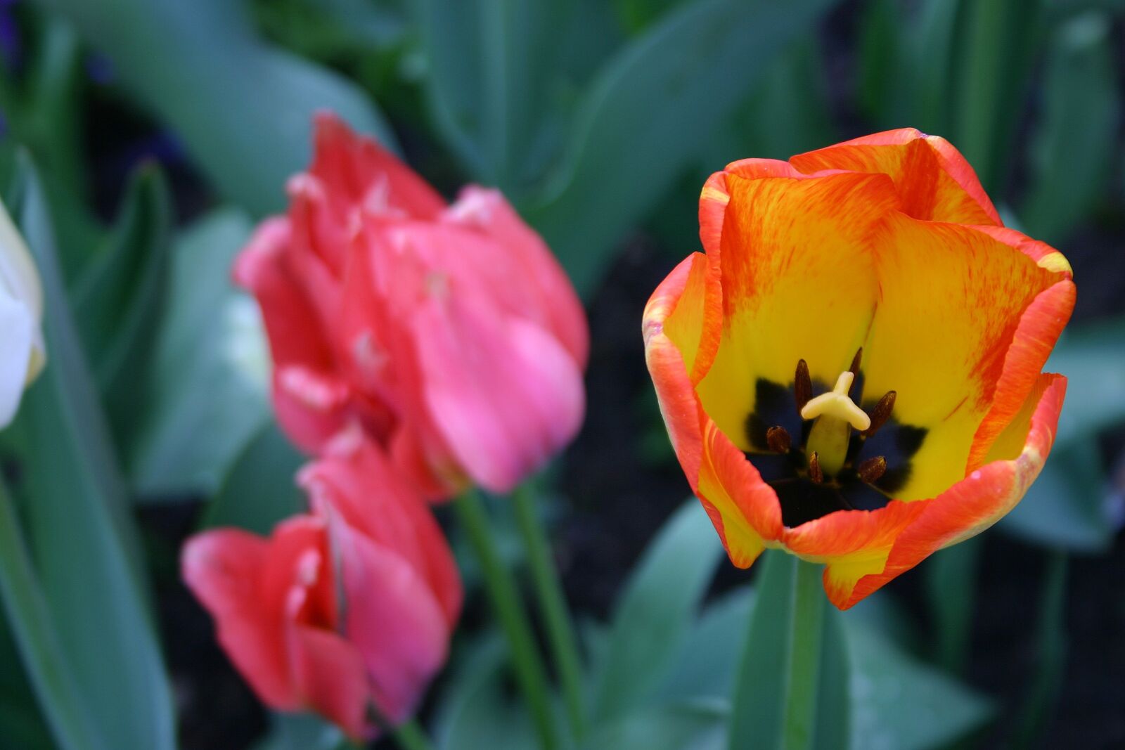 Canon EOS 300D (EOS Digital Rebel / EOS Kiss Digital) sample photo. Tulip, spring, nature photography