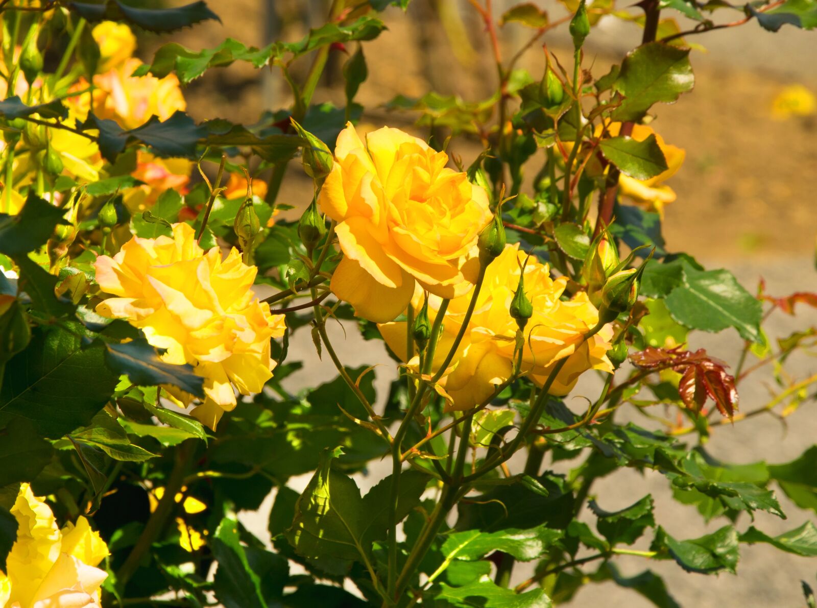Nikon D3300 sample photo. Roses, yellow, yellow rose photography