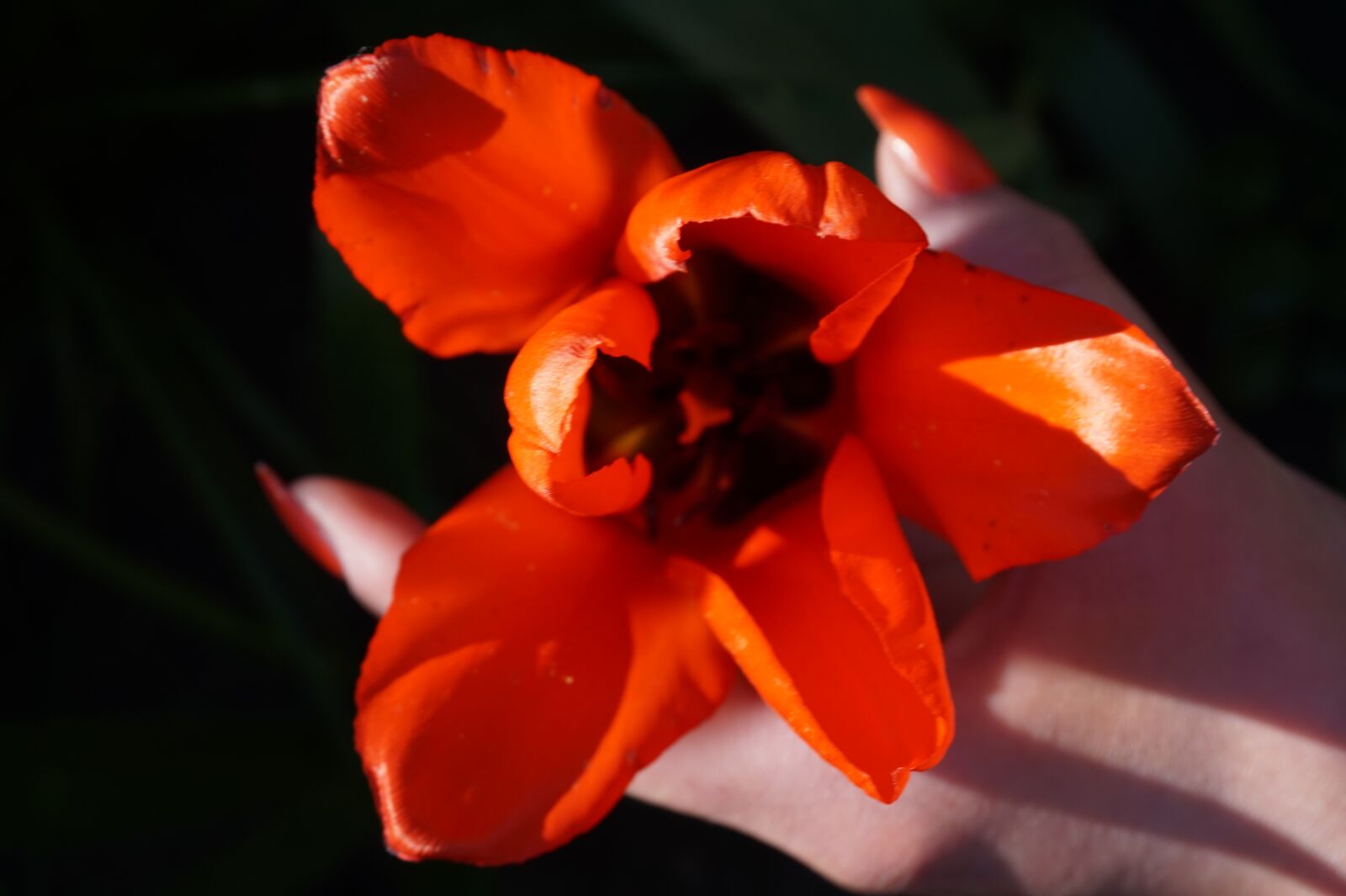 Sony E 16-50mm F3.5-5.6 PZ OSS sample photo. Flower, tulip, orange photography