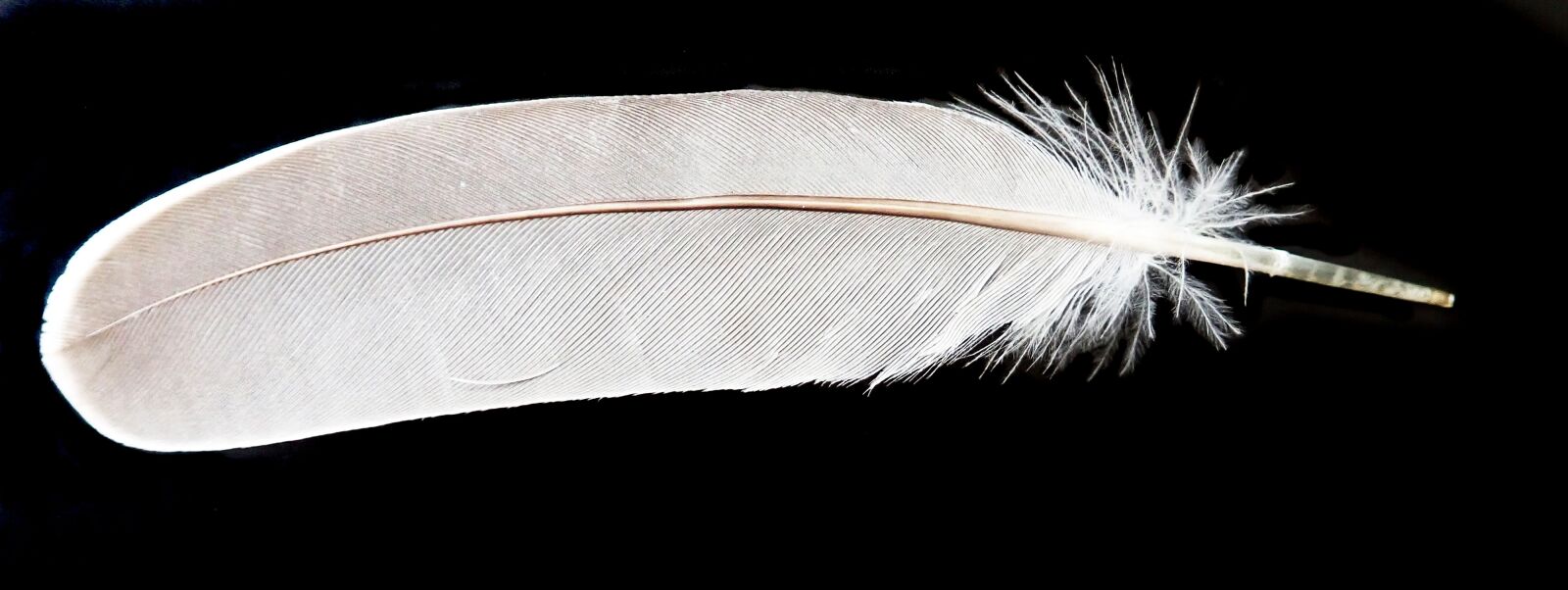 Olympus TG-5 sample photo. Feather, white, plumage photography