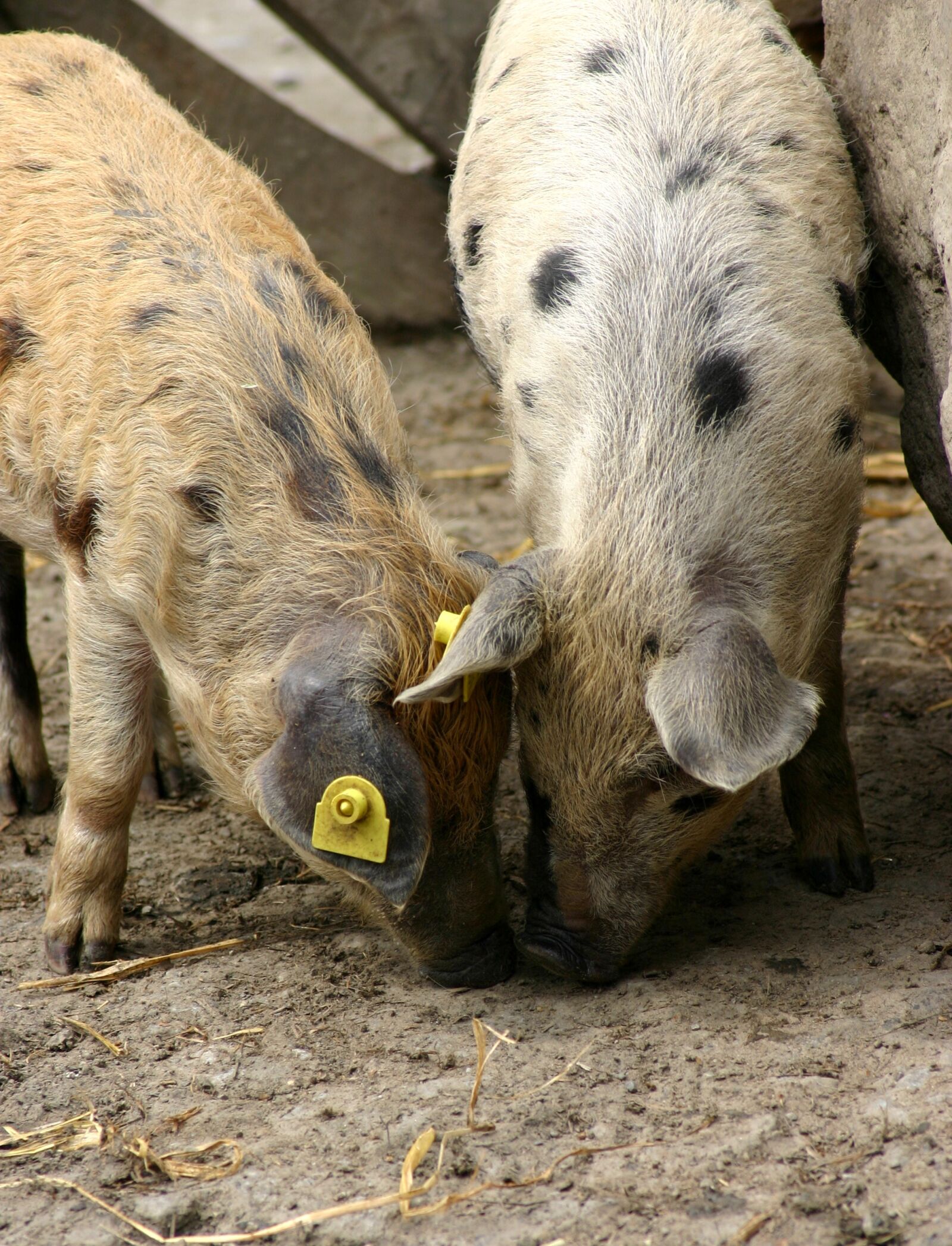 Canon EOS 300D (EOS Digital Rebel / EOS Kiss Digital) sample photo. Pigs, animals, piglet photography