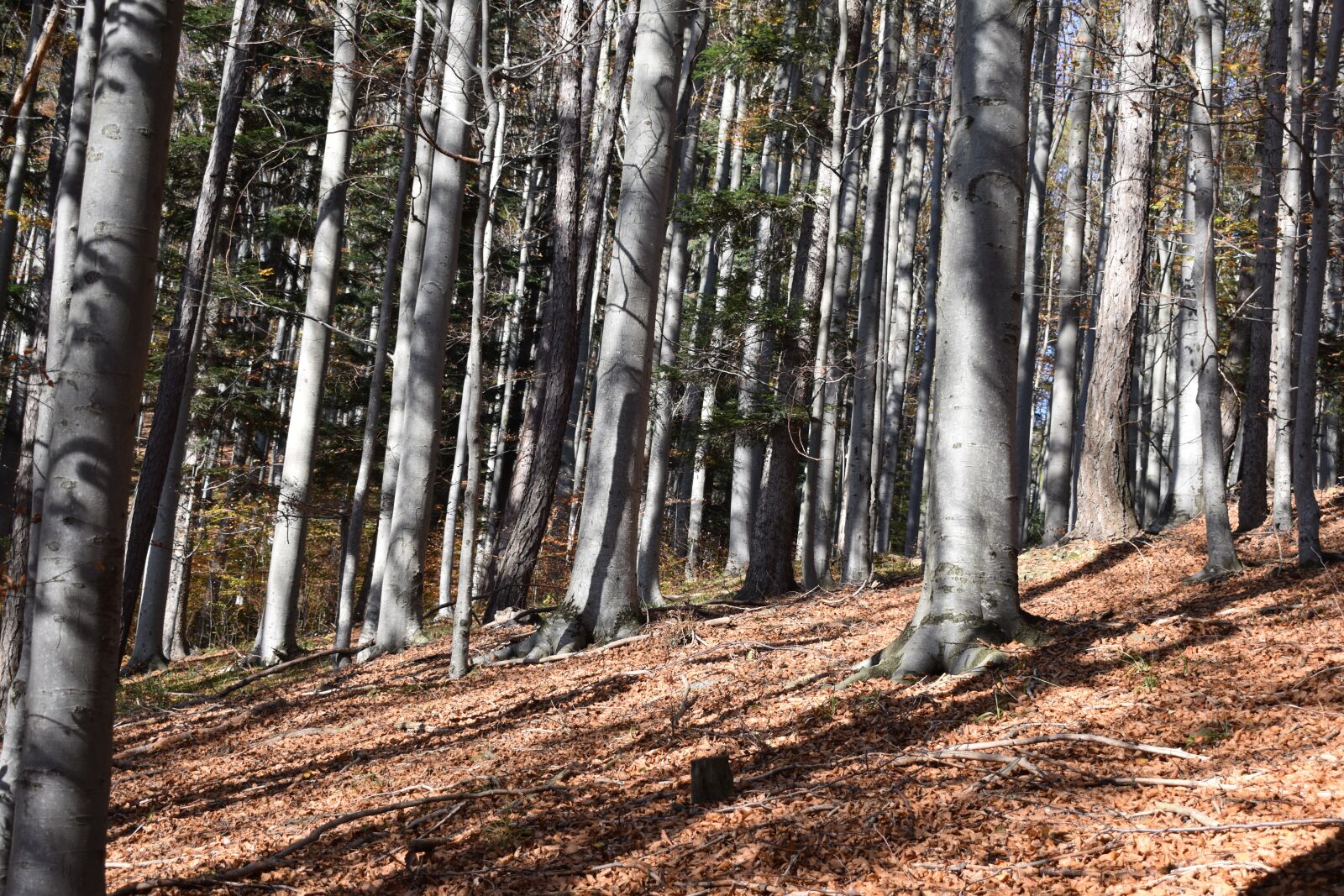 Nikon D3500 sample photo. Forest, nature, trees photography