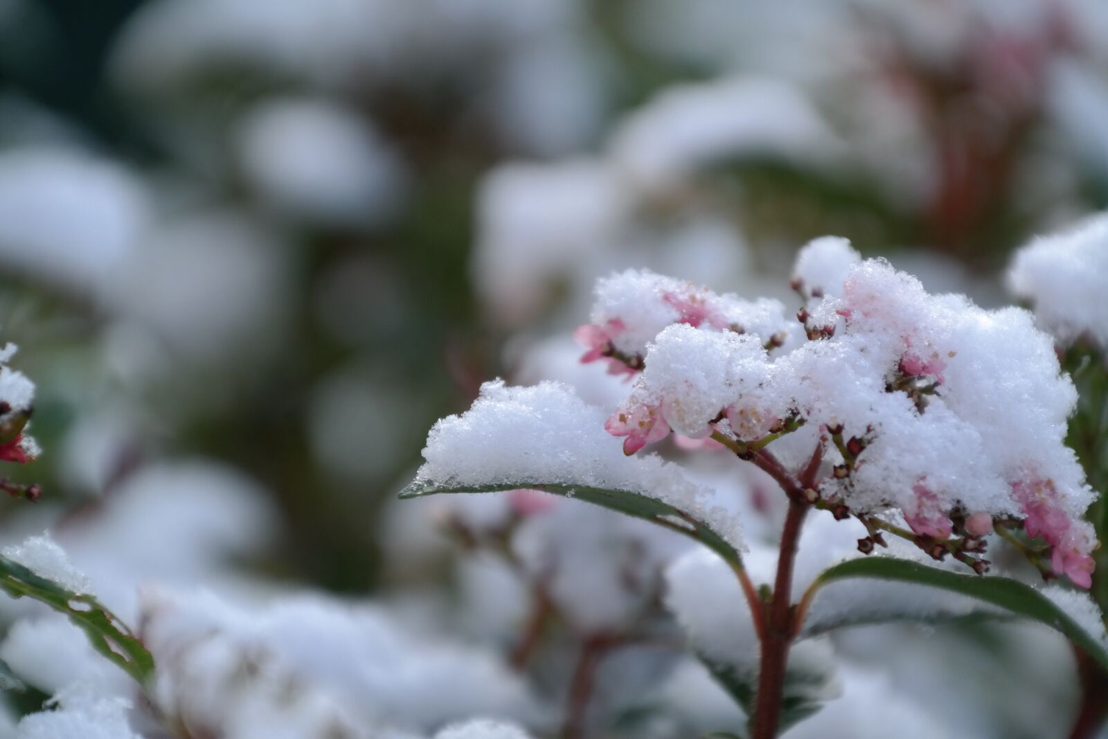 Samsung NX300 sample photo. Winter, snow, frost photography