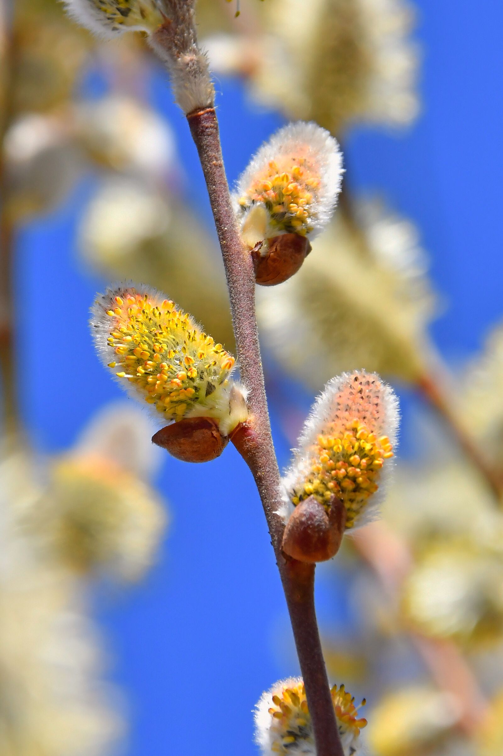 Nikon D3200 sample photo. Spring, barka, bloom photography