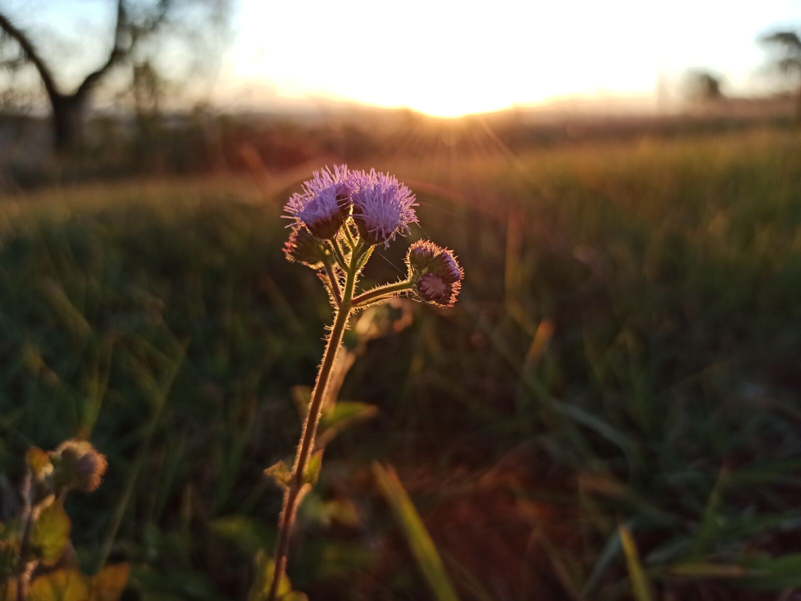 Xiaomi Redmi Note 8 Pro sample photo. Flower, purple, afternoon photography