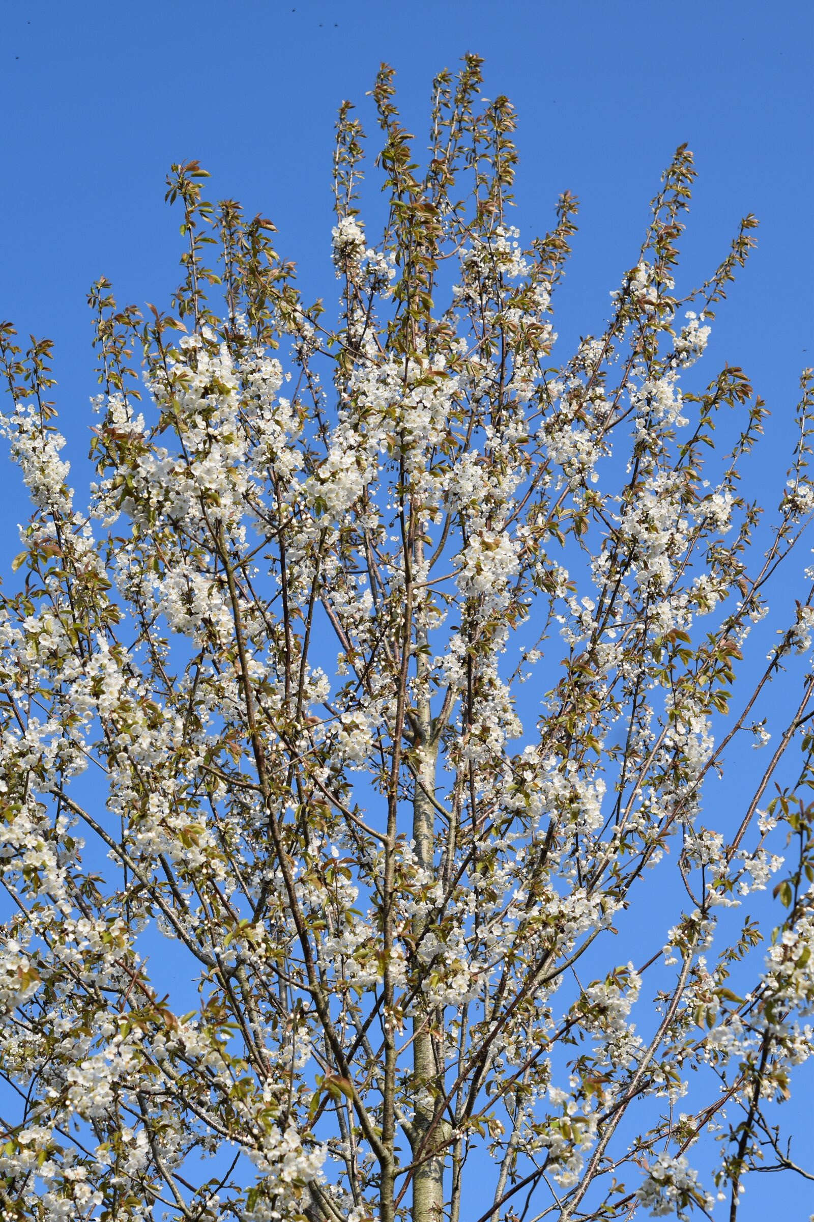 Nikon D5600 sample photo. Flowering tree, tree, shrub photography