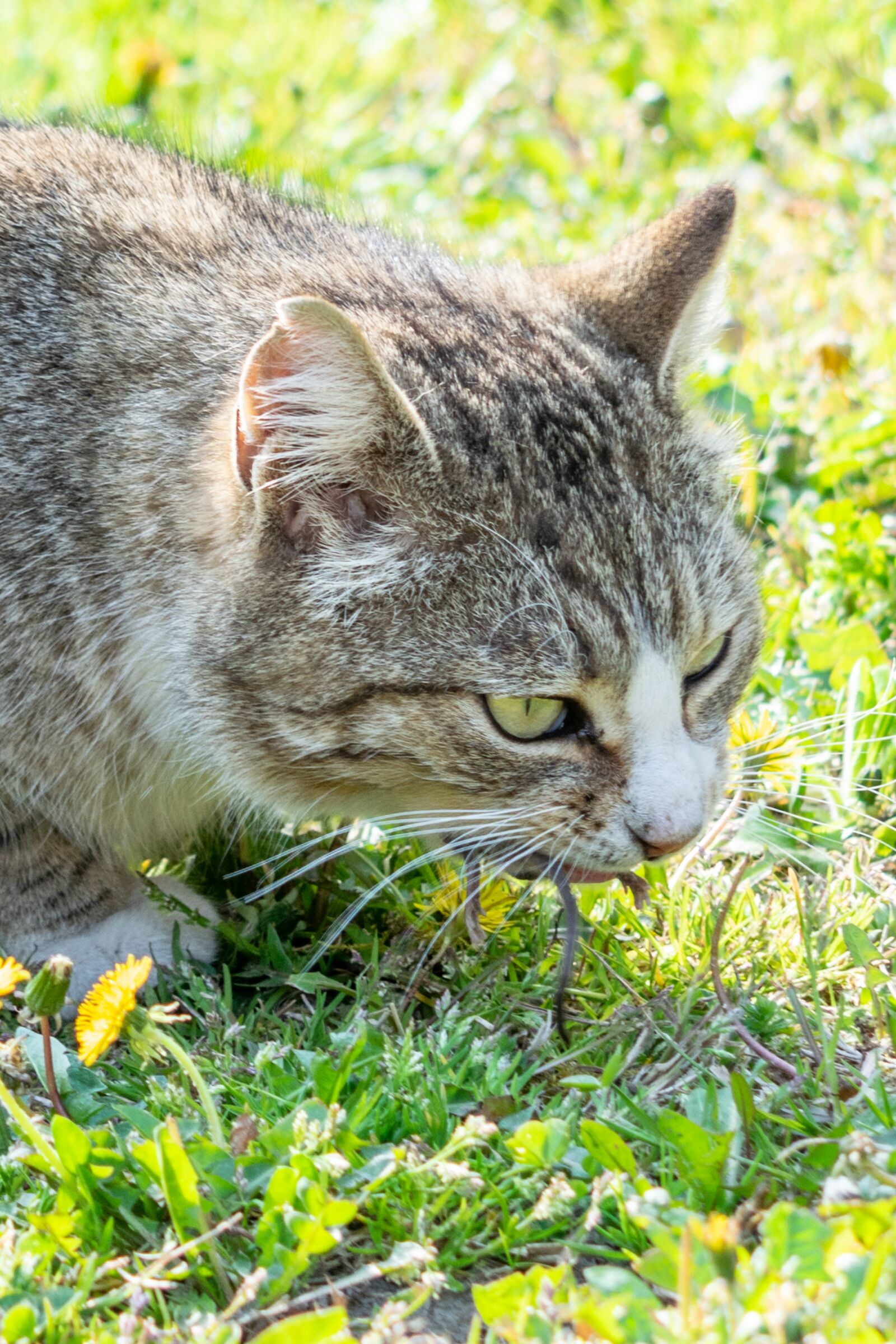Nikon D3300 sample photo. Mouse, kitten, cat photography