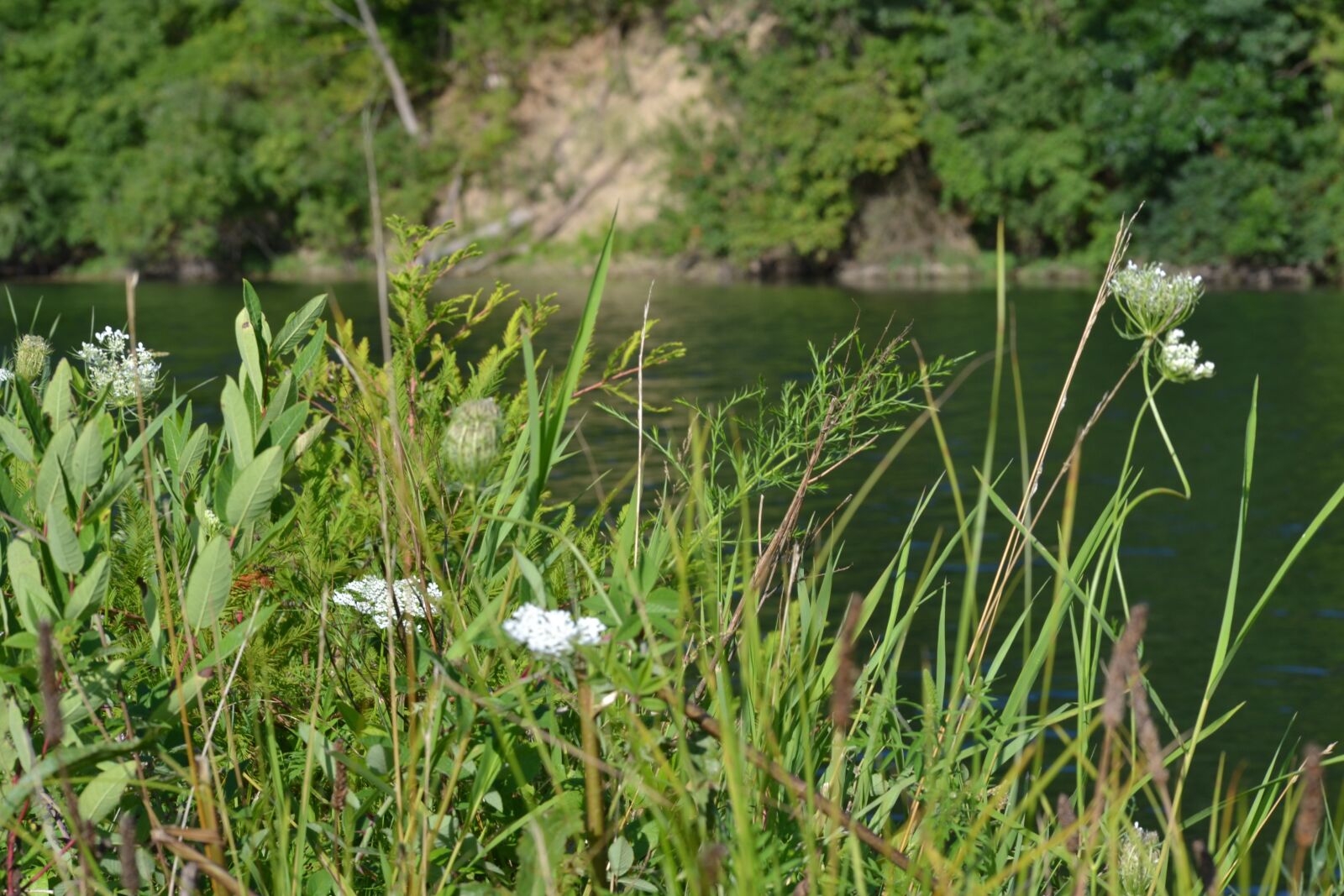 Nikon D3100 sample photo. Lake, grass, foliage photography