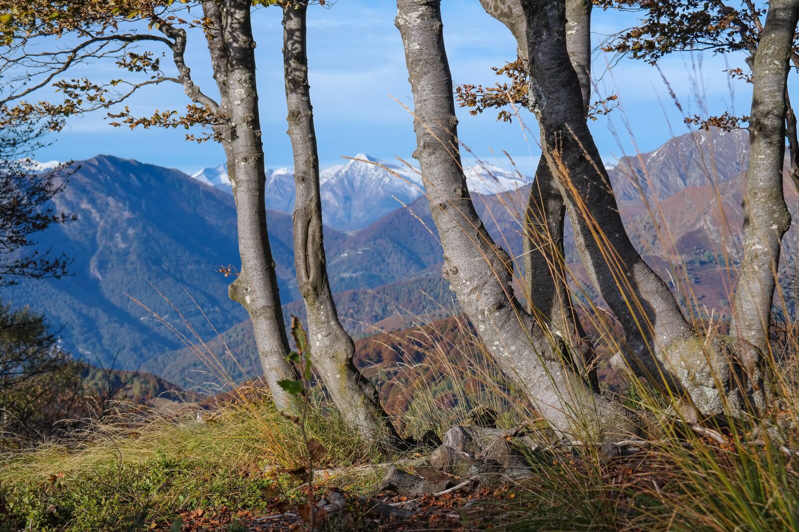 Samsung NX300 sample photo. Alpine, mountains, trees photography