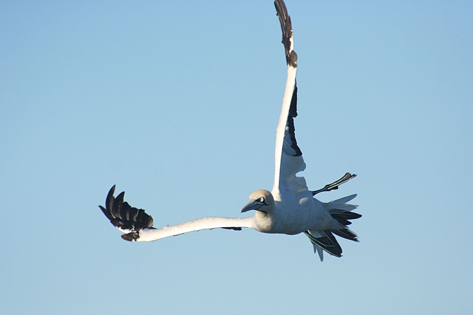 Canon EOS 350D (EOS Digital Rebel XT / EOS Kiss Digital N) sample photo. Seabird, bird, avian photography