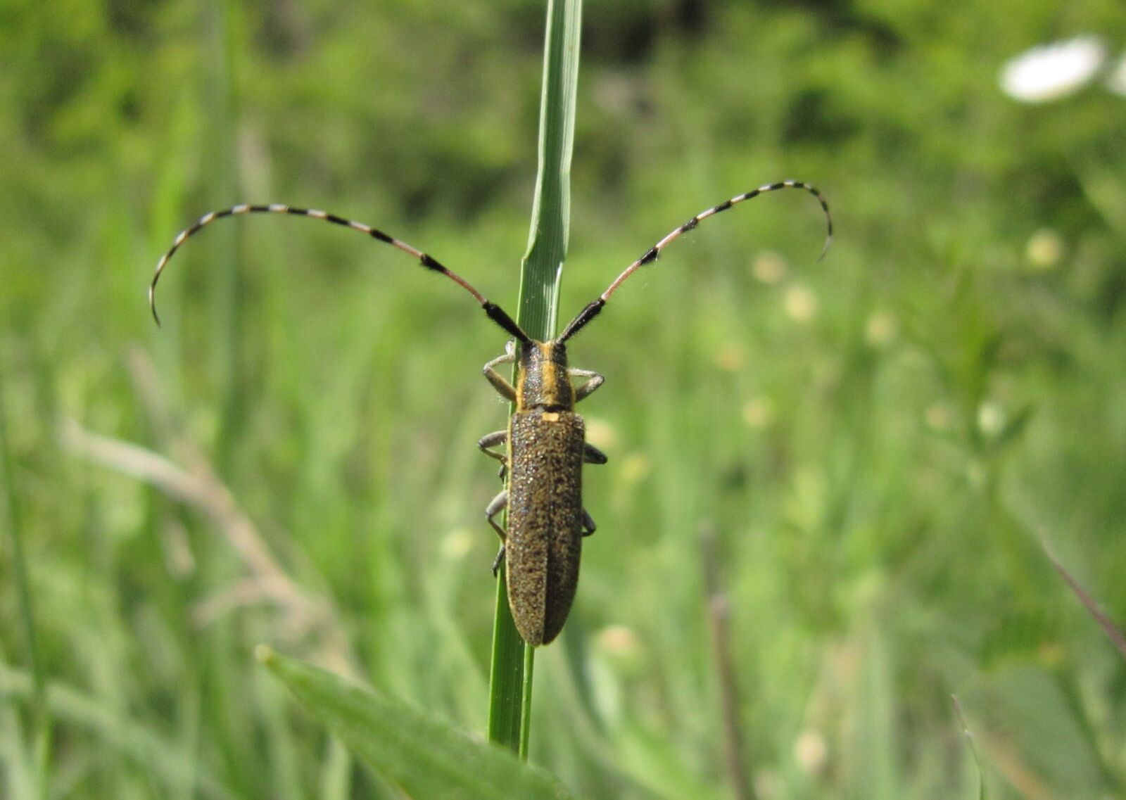Canon PowerShot A3300 IS sample photo. Insect, bug, longhorn beetle photography