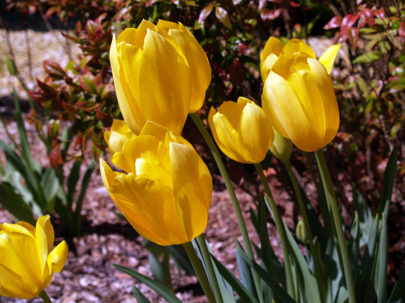 Olympus E-300 (EVOLT E-300) sample photo. Flowers, spring, tulips photography