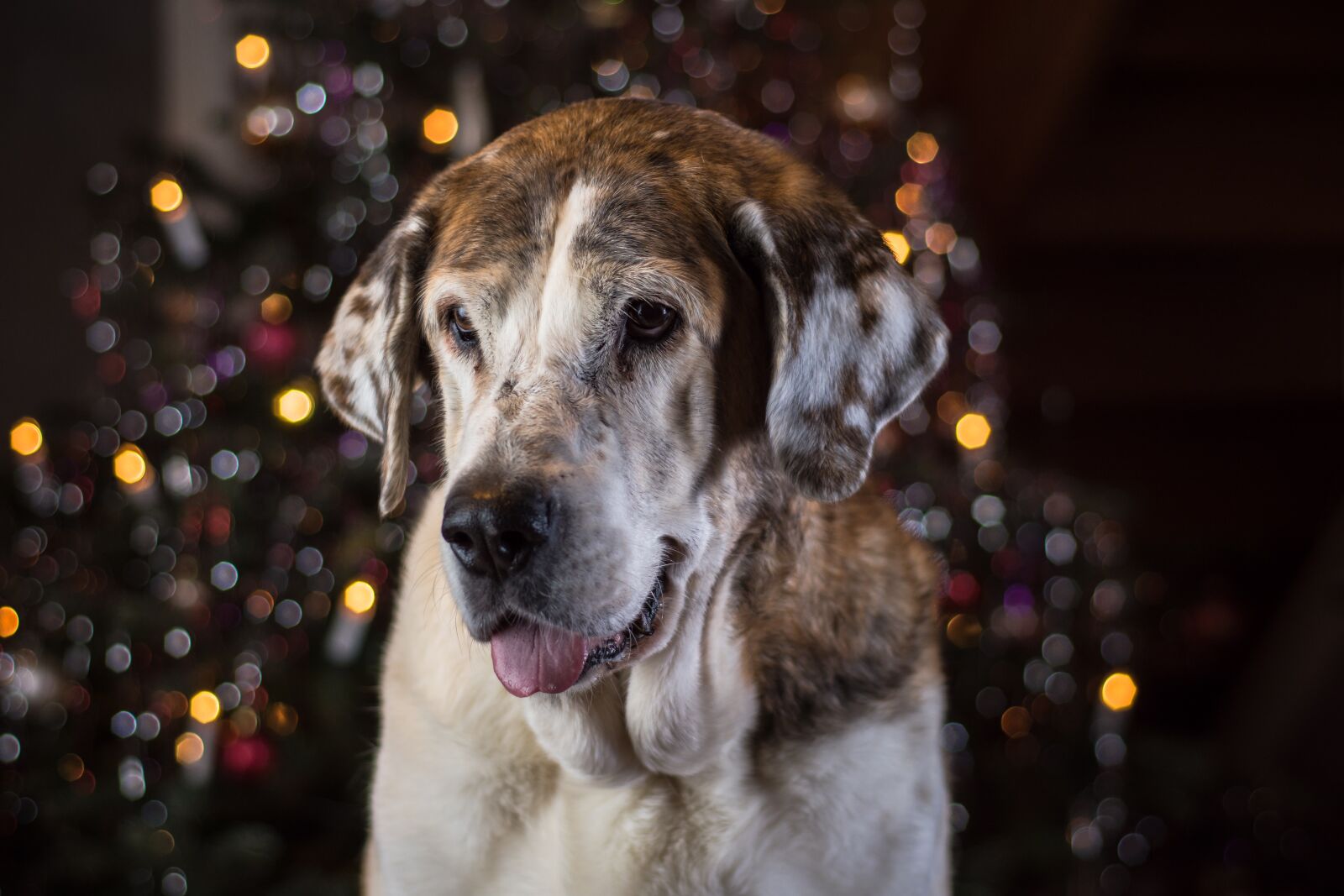 Nikon D7200 sample photo. Dog, pet, animal photography