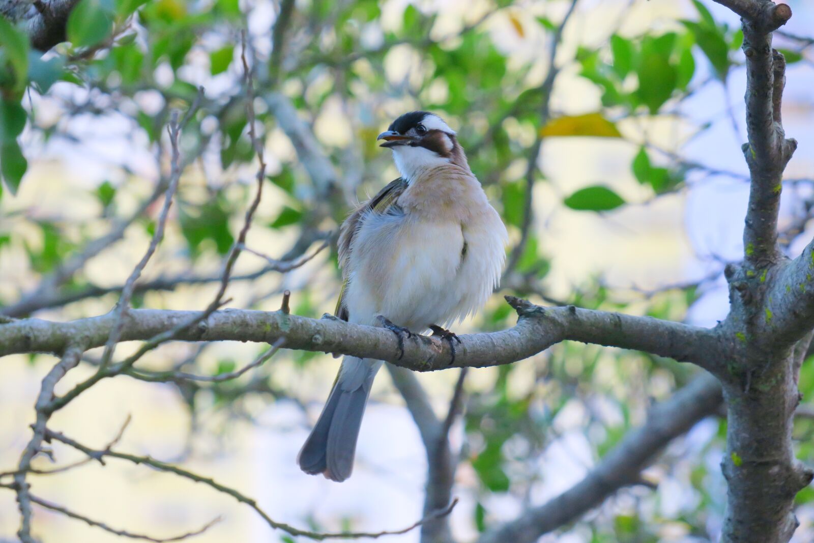Canon PowerShot G3 X sample photo. White-headed bulbul, nature, bird photography