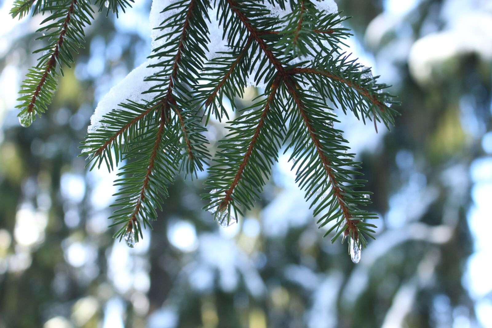 Canon EOS 700D (EOS Rebel T5i / EOS Kiss X7i) sample photo. Icicle, fir tree, winter photography
