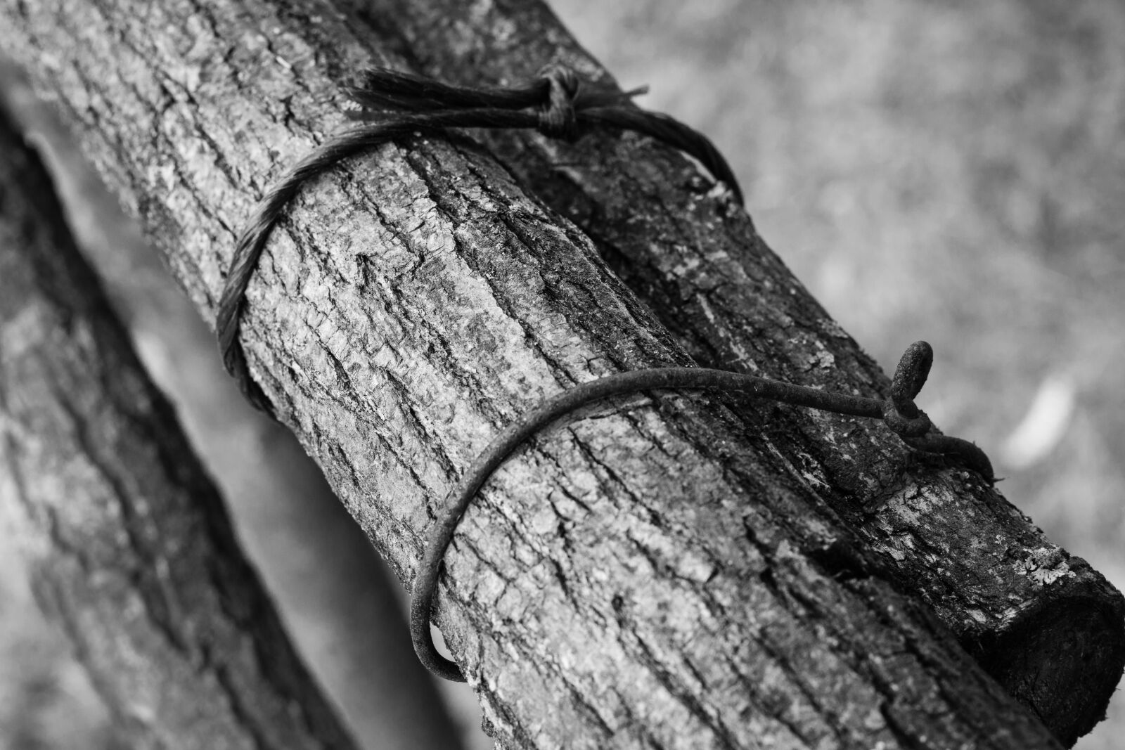 Canon EOS 700D (EOS Rebel T5i / EOS Kiss X7i) + Canon EF 50mm F1.8 STM sample photo. Branches, wire, wires photography