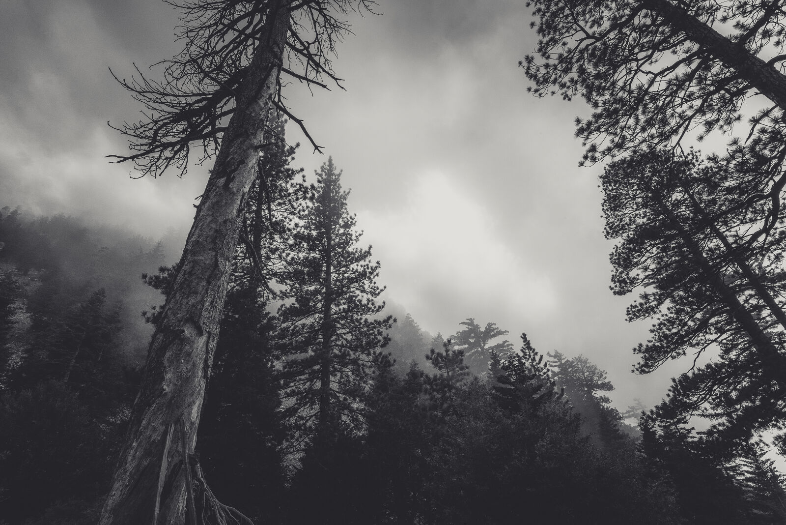 Nikon D610 sample photo. Cloudy, conifers, creepy, dark photography