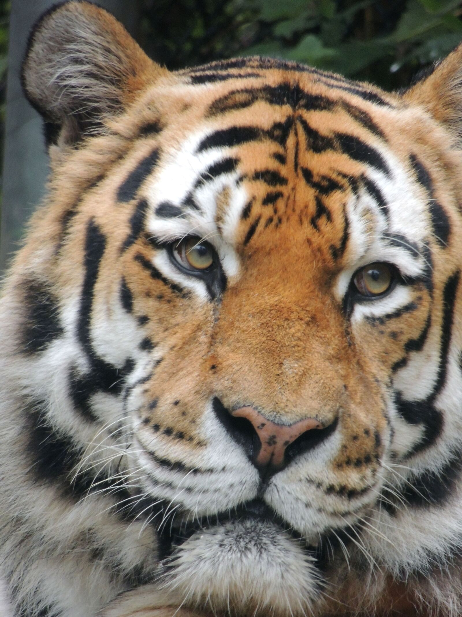 Nikon Coolpix P510 sample photo. Tiger, zoo, predator photography