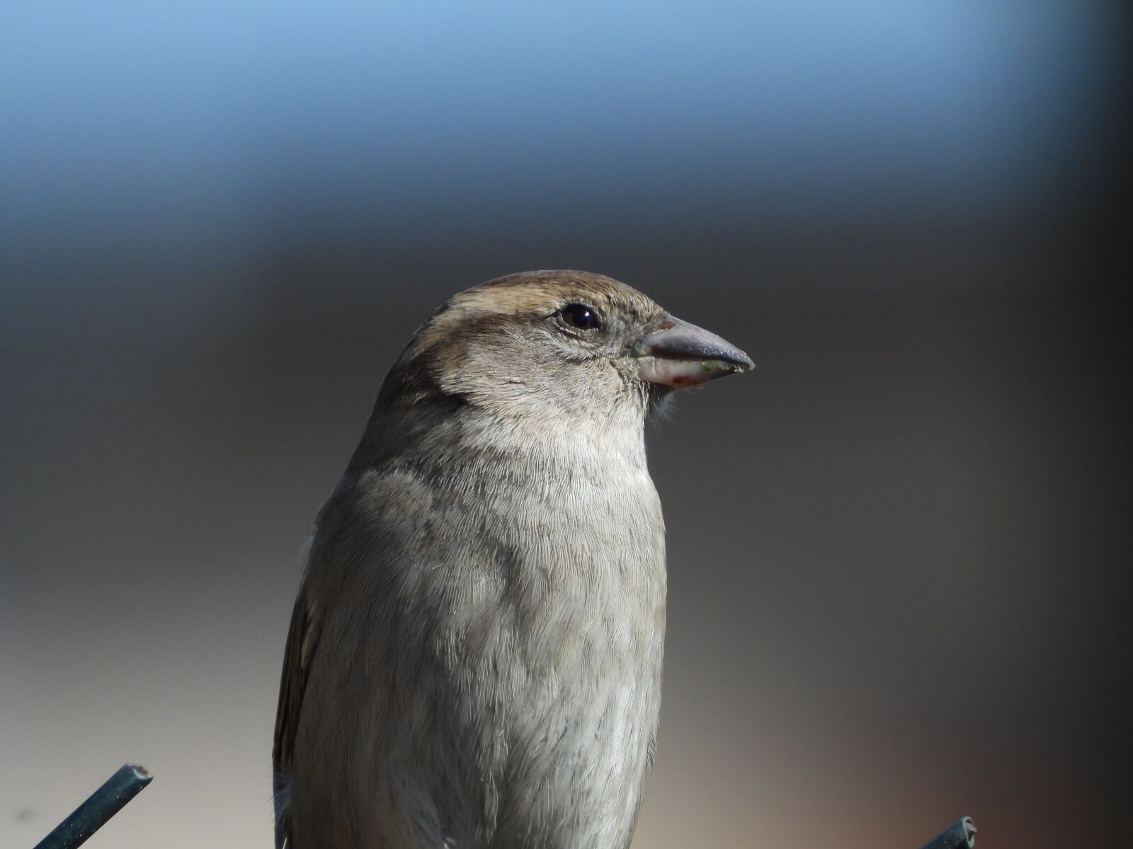 Nikon Coolpix P1000 sample photo. The sparrow, bird, garden photography