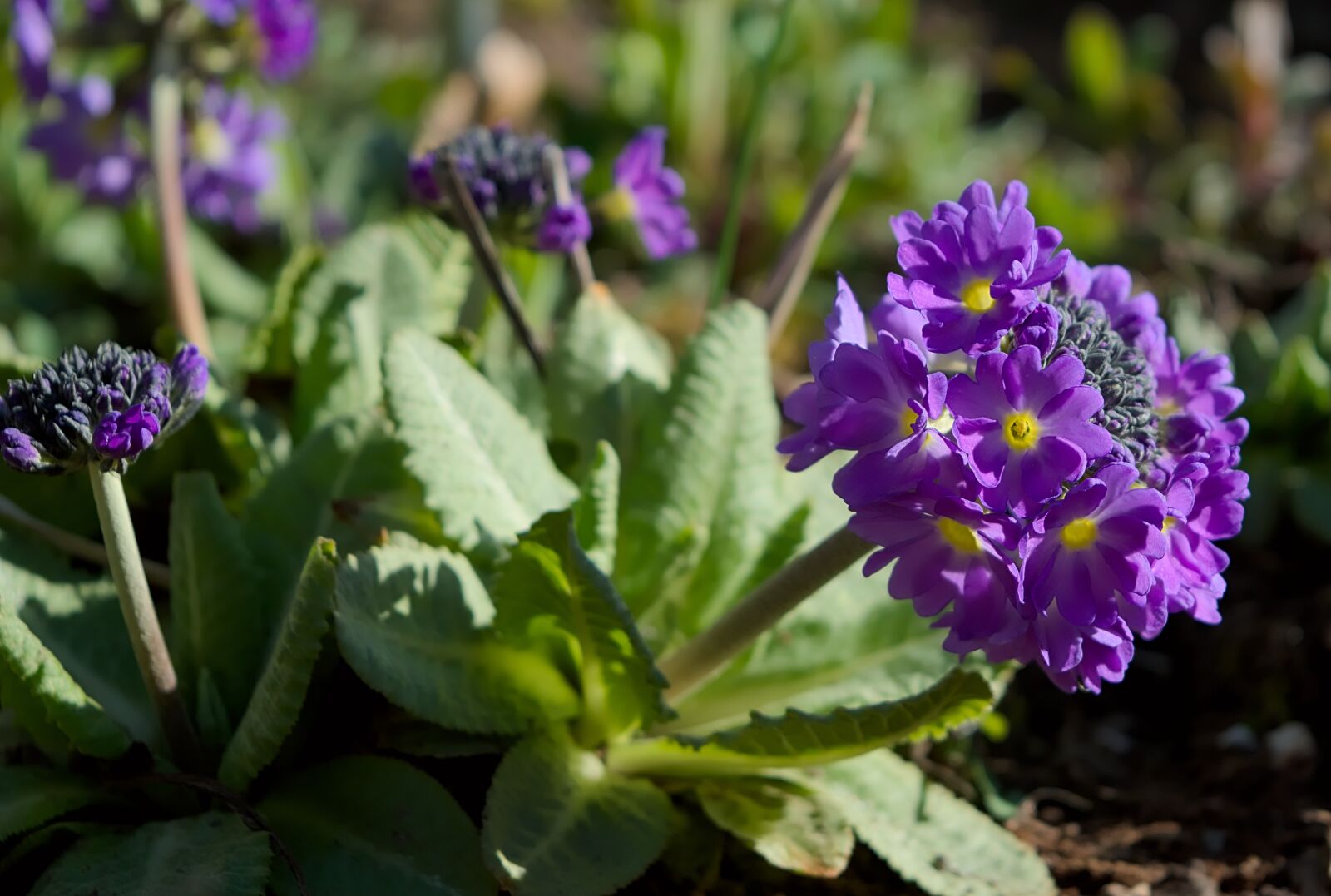 Nikon D3300 sample photo. Spring, primrose, plant photography