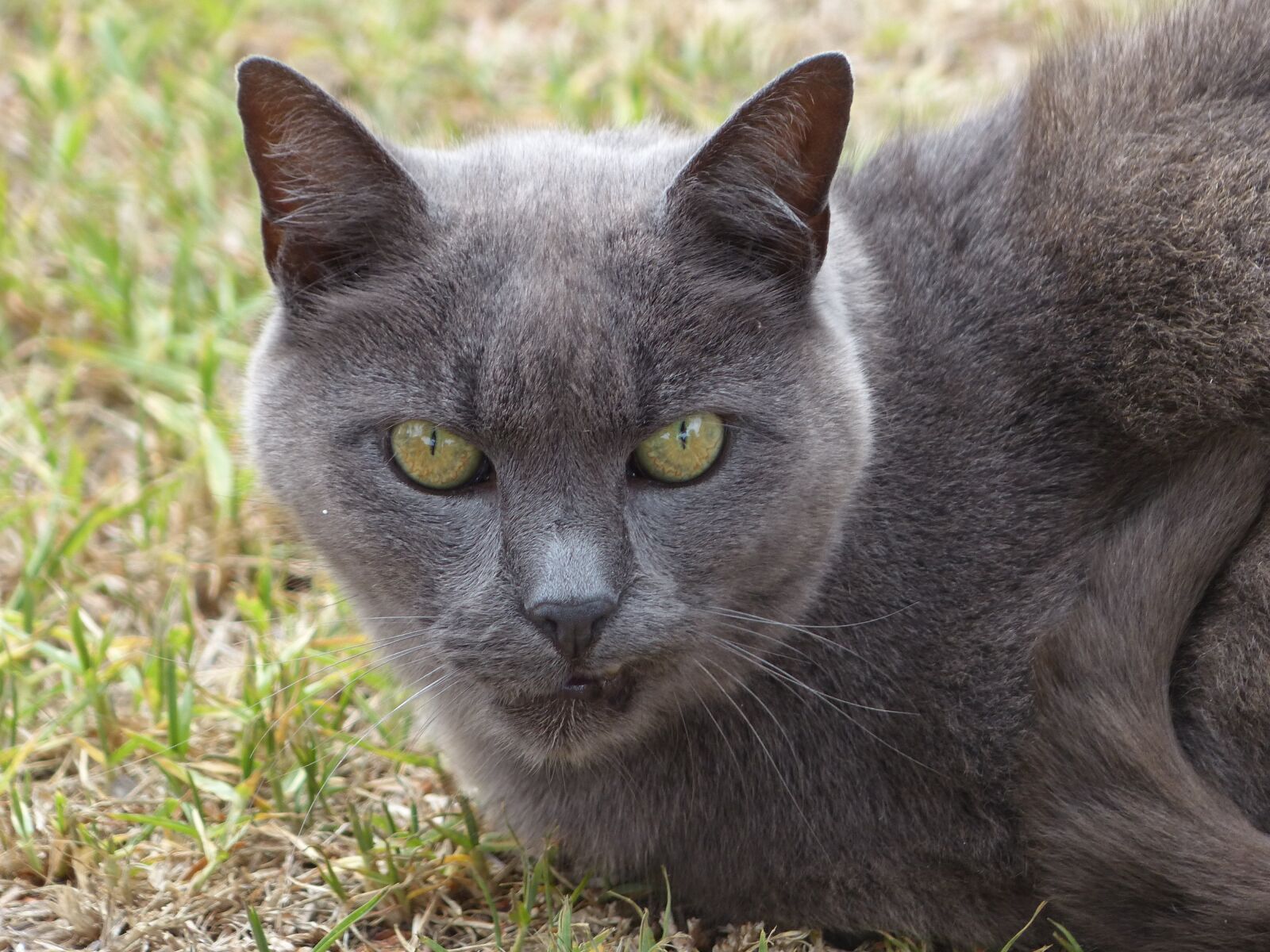 Panasonic Lumix DMC-FZ200 sample photo. Grey cat, cat, feline photography