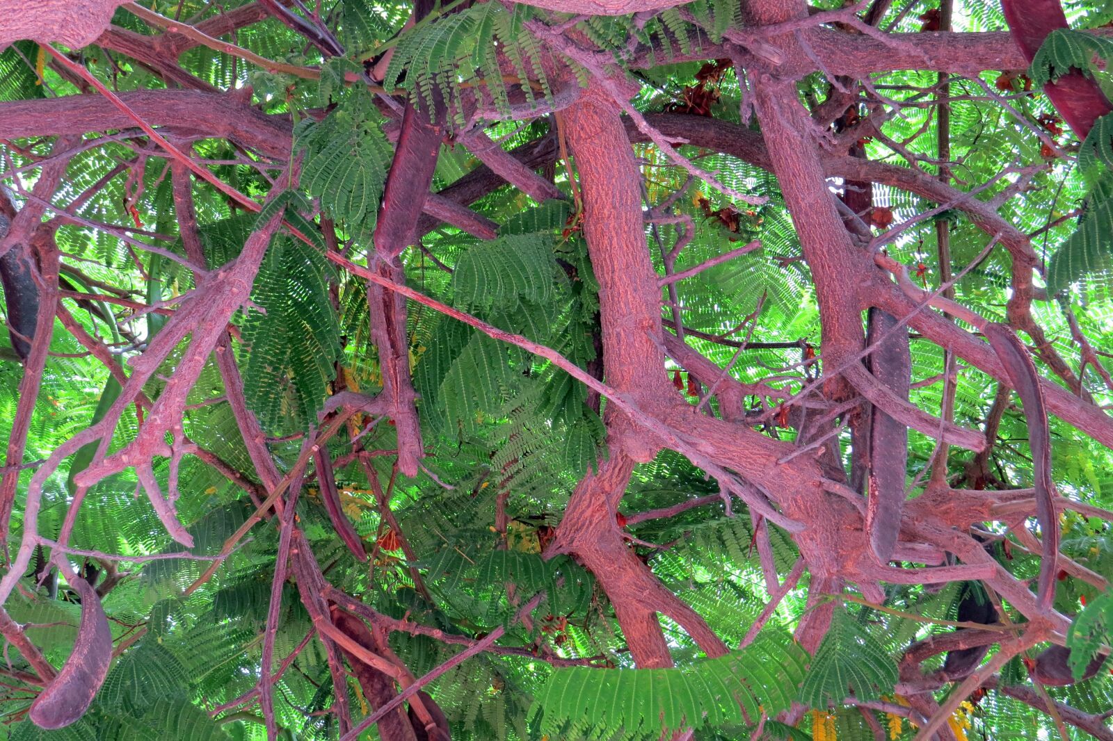 Canon PowerShot SX50 HS sample photo. Plant, nature, background photography