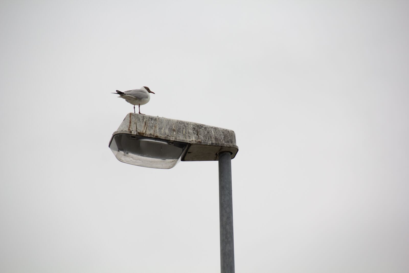 Canon EOS 60D sample photo. Seagull, lantern, beach photography