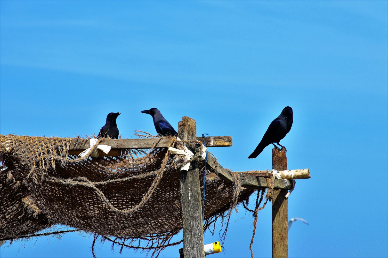 Canon EOS 80D sample photo. Raven, blue sky, a photography