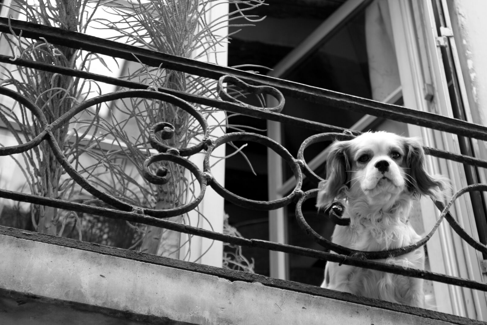 Canon EOS 550D (EOS Rebel T2i / EOS Kiss X4) sample photo. Paris, france, dogs photography