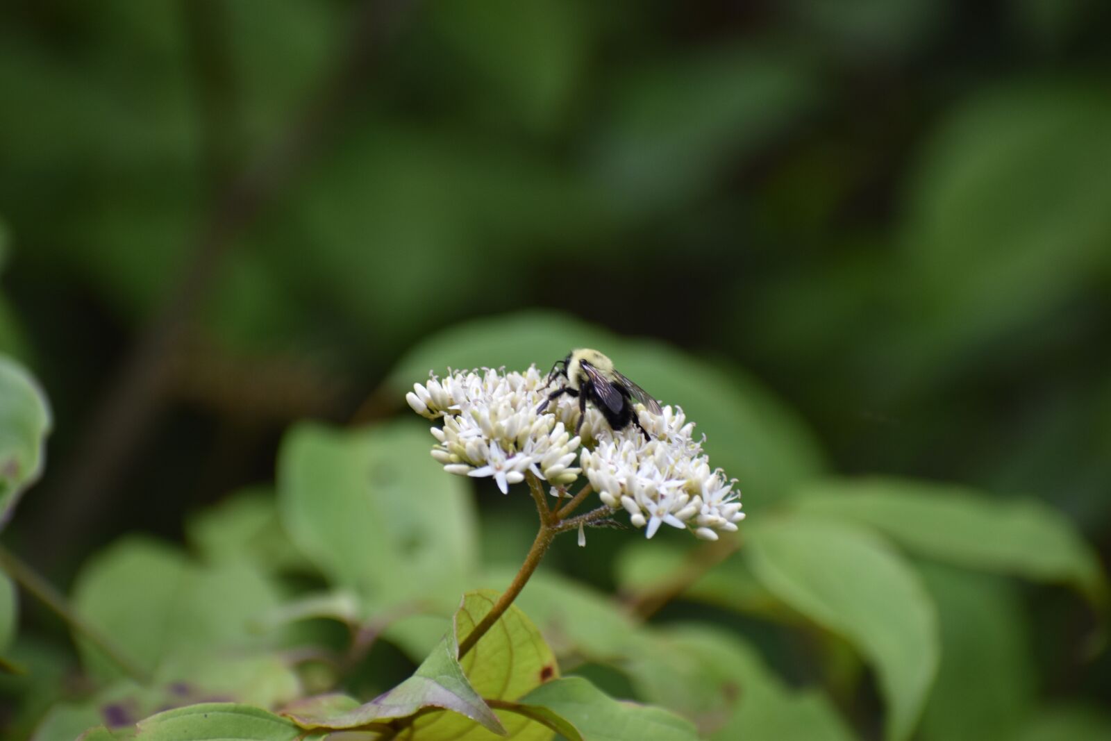 Nikon D5600 sample photo. Flower, insect, bee photography