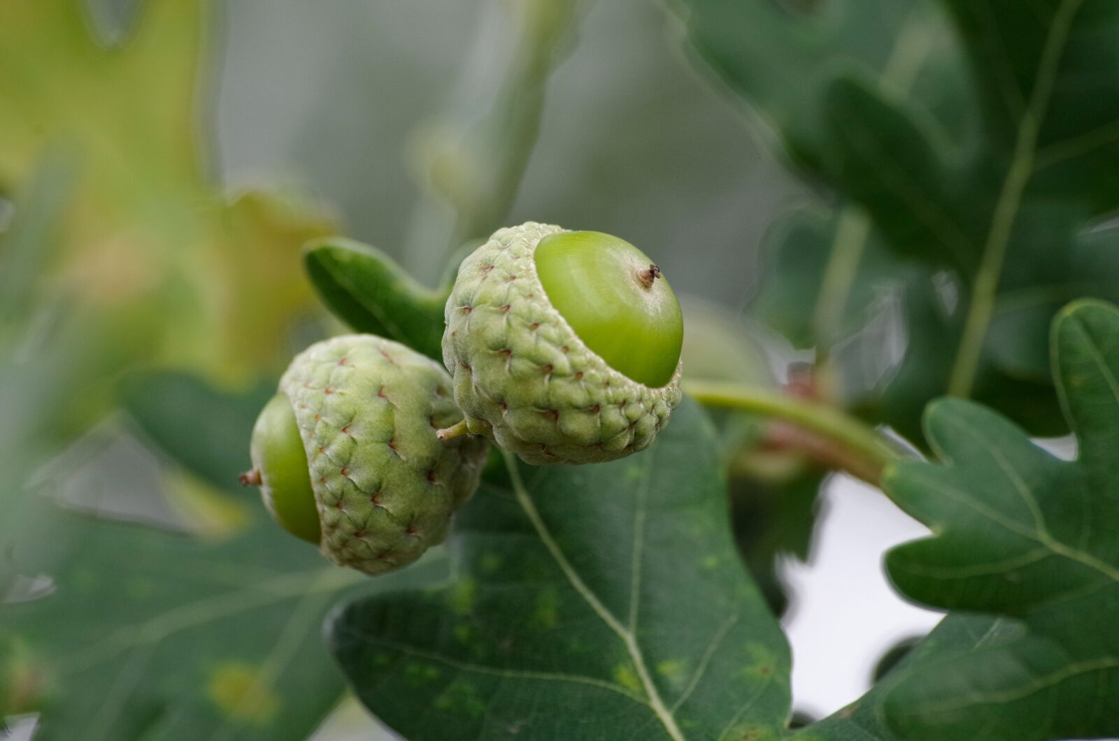Pentax K-30 sample photo. Oak, acorn, fruits photography