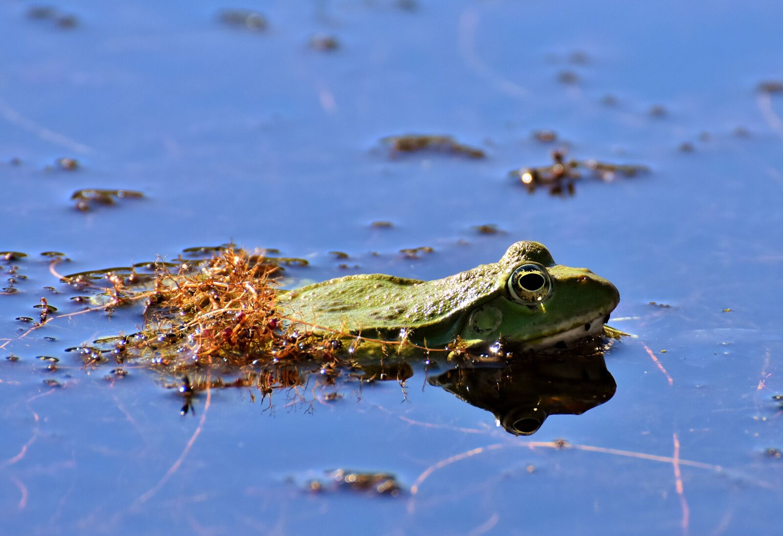 Nikon D7200 sample photo. Frog, pond, animal photography