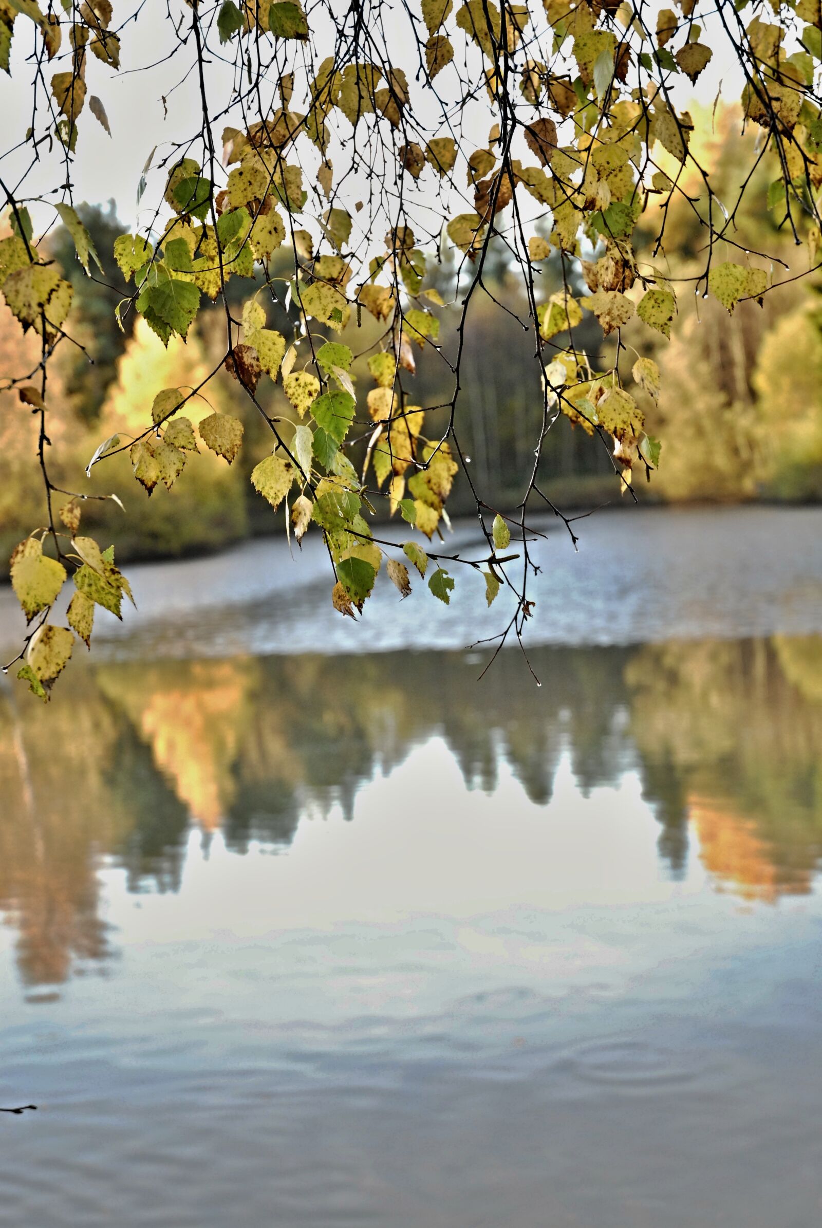 Nikon D80 sample photo. South bohemia, harvesting, pond photography