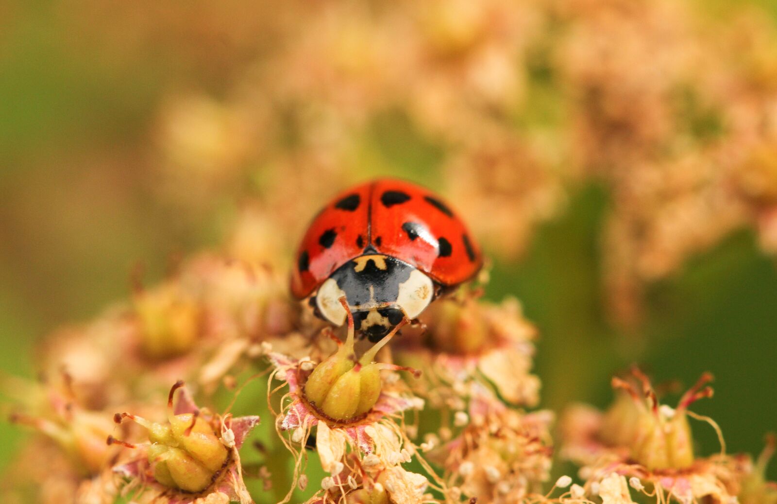 Canon EOS 550D (EOS Rebel T2i / EOS Kiss X4) sample photo. Ladybird, ladybug, harlequin photography