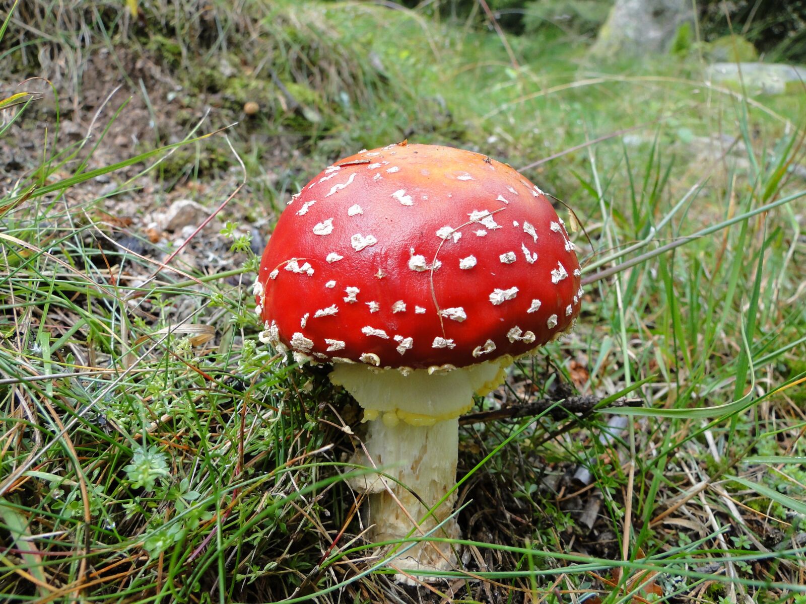 Sony Cyber-shot DSC-HX1 sample photo. Fungus, nature, forest mushrooms photography