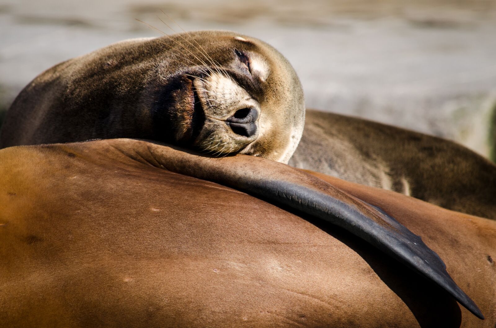 Nikon D5100 sample photo. Nature, animal, mammal photography
