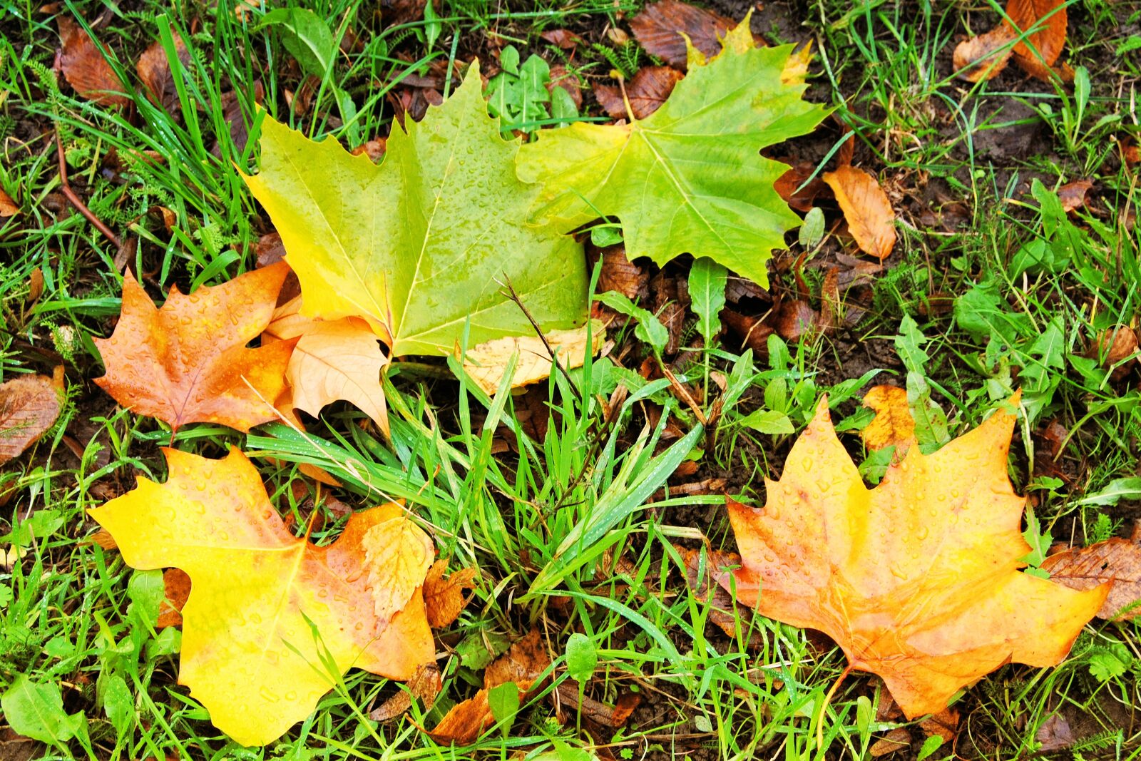 Nikon D3000 sample photo. Fall foliage, leaves, colorful photography