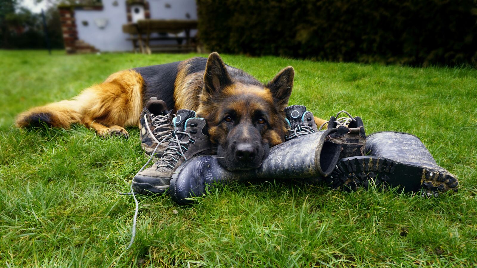 Sony a6000 sample photo. Sch fer dog, dog photography
