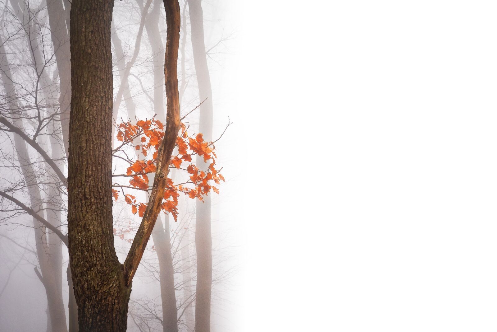 Olympus OM-D E-M1 + Olympus M.Zuiko Digital ED 12-40mm F2.8 Pro sample photo. Autumn, negative space, copy photography