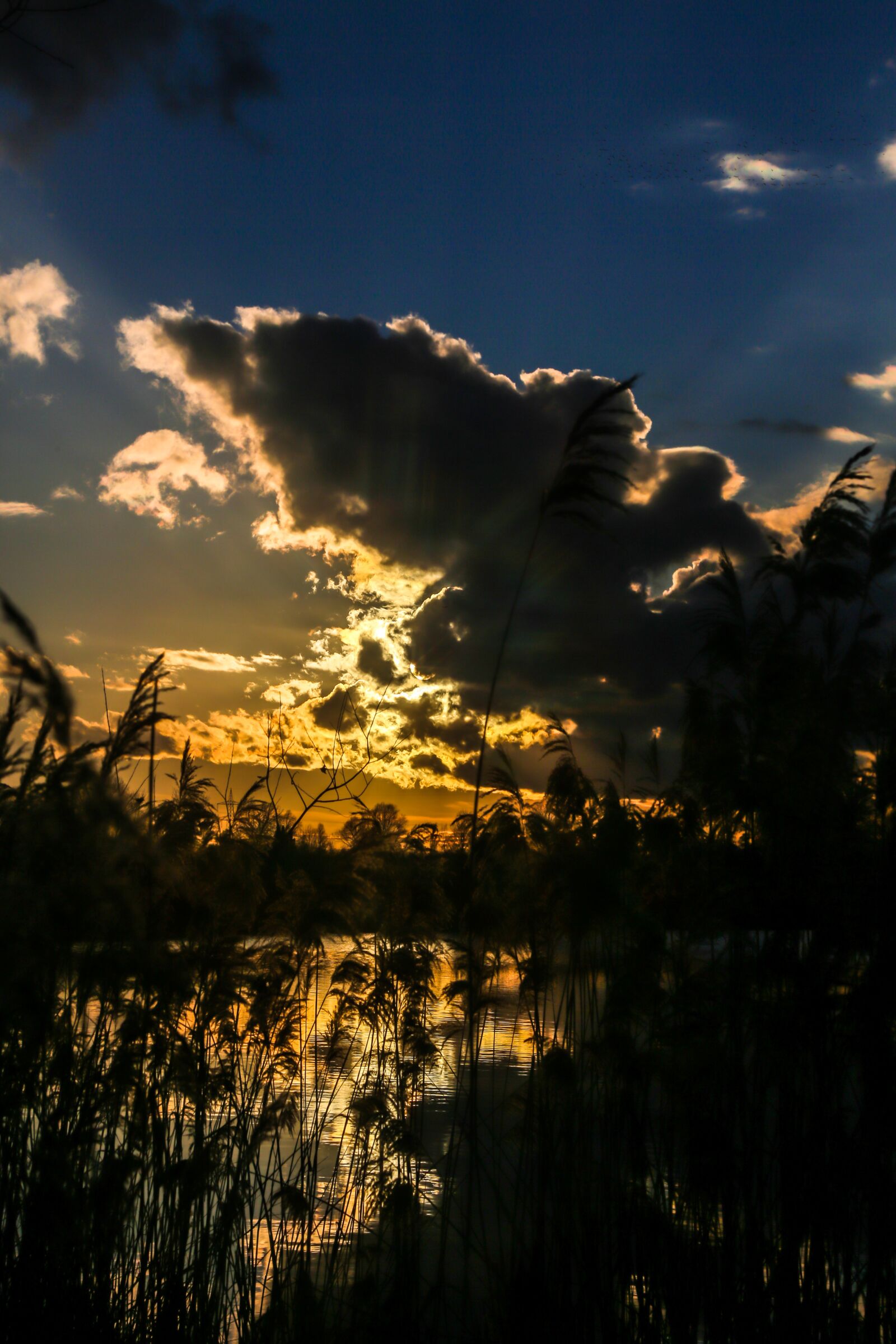 Canon EF 24-105mm F4L IS USM sample photo. Evening, water, reed photography