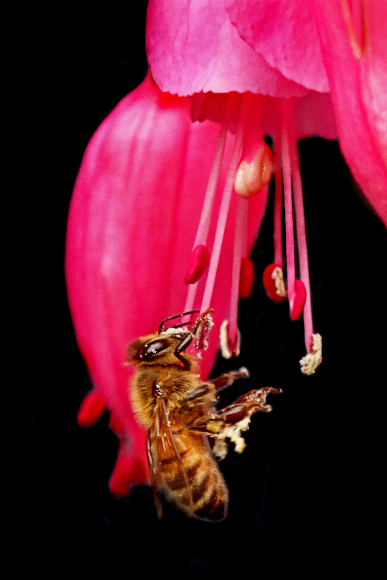 Olympus TG-5 sample photo. Bee, insect, pollen photography