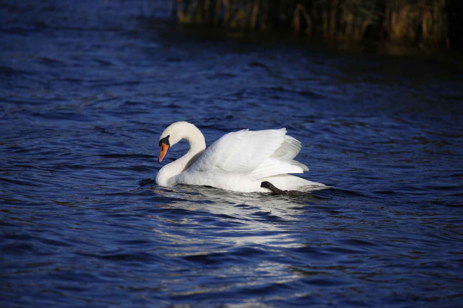 Canon EOS 5D Mark III sample photo. Swan, animal, water photography