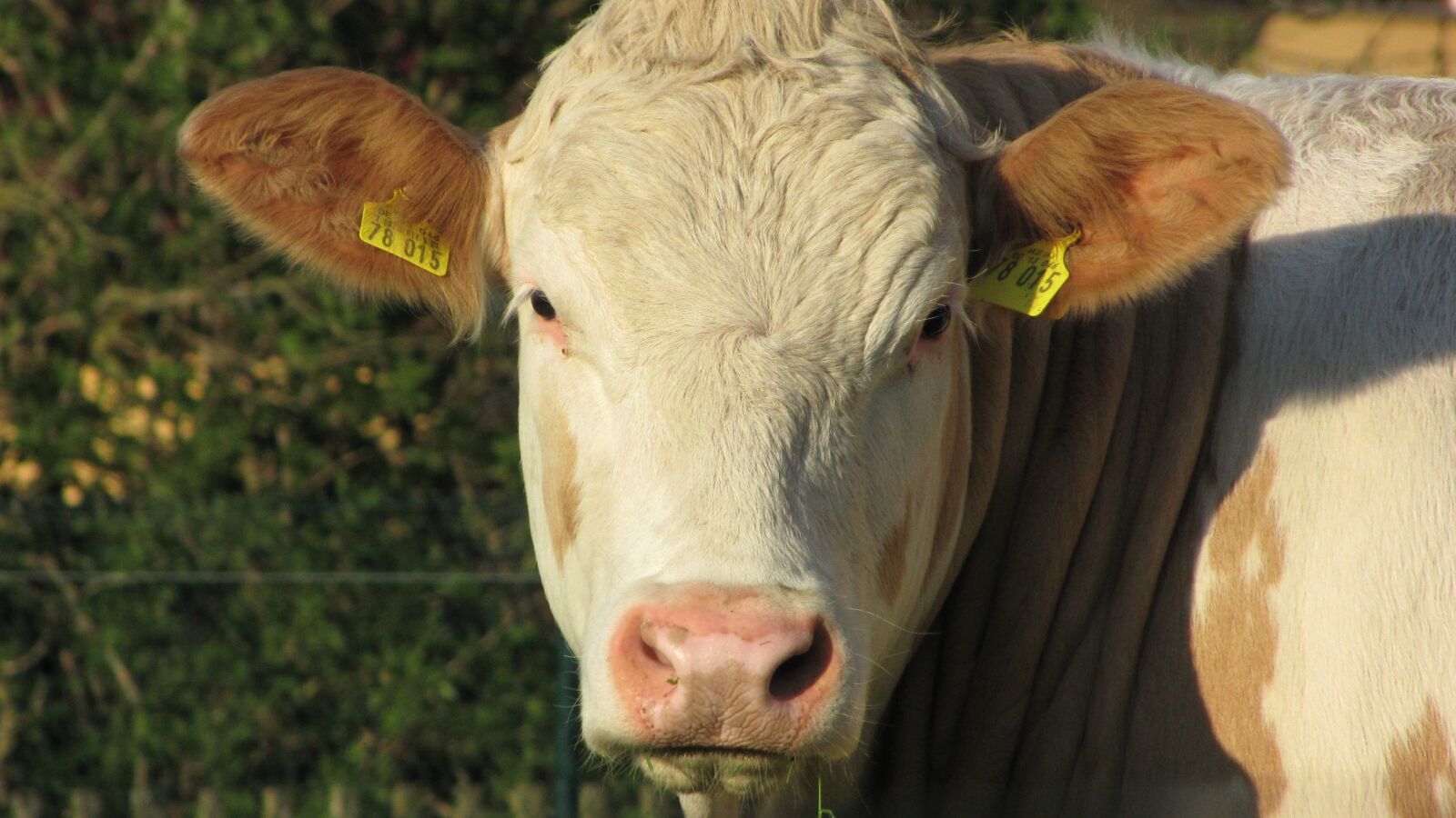 Canon PowerShot SX1 IS sample photo. Cow, animal, cows photography