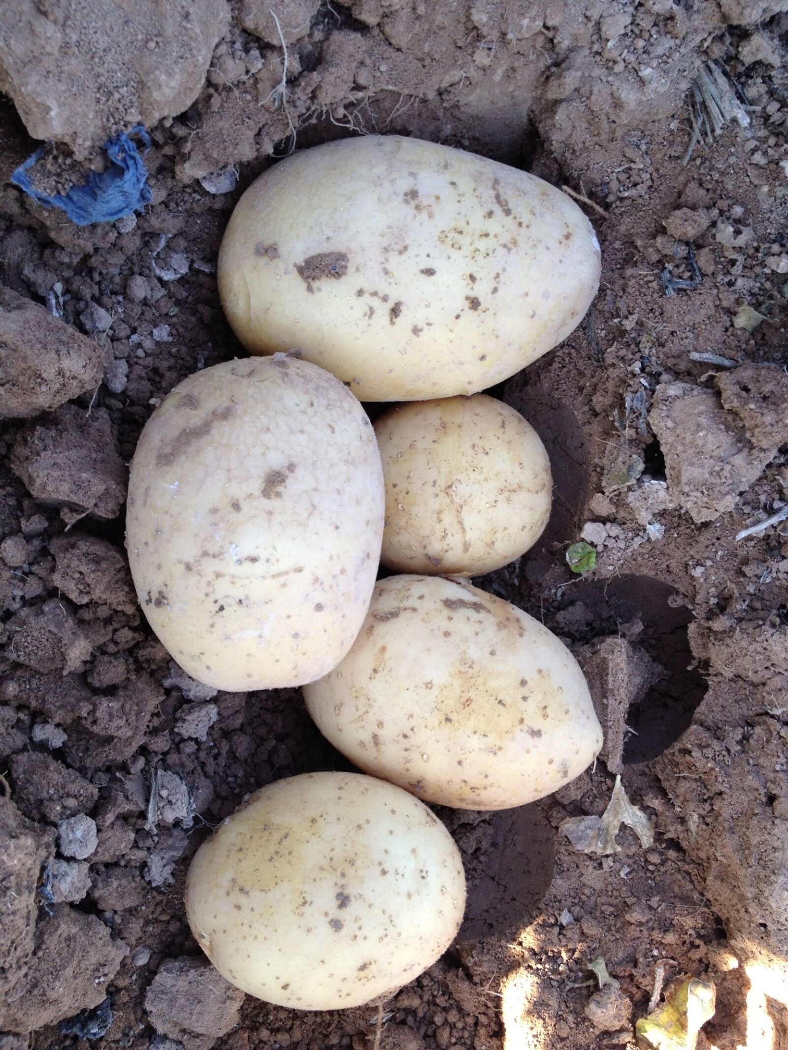 Apple iPhone 4S sample photo. Potato, field, murcia photography