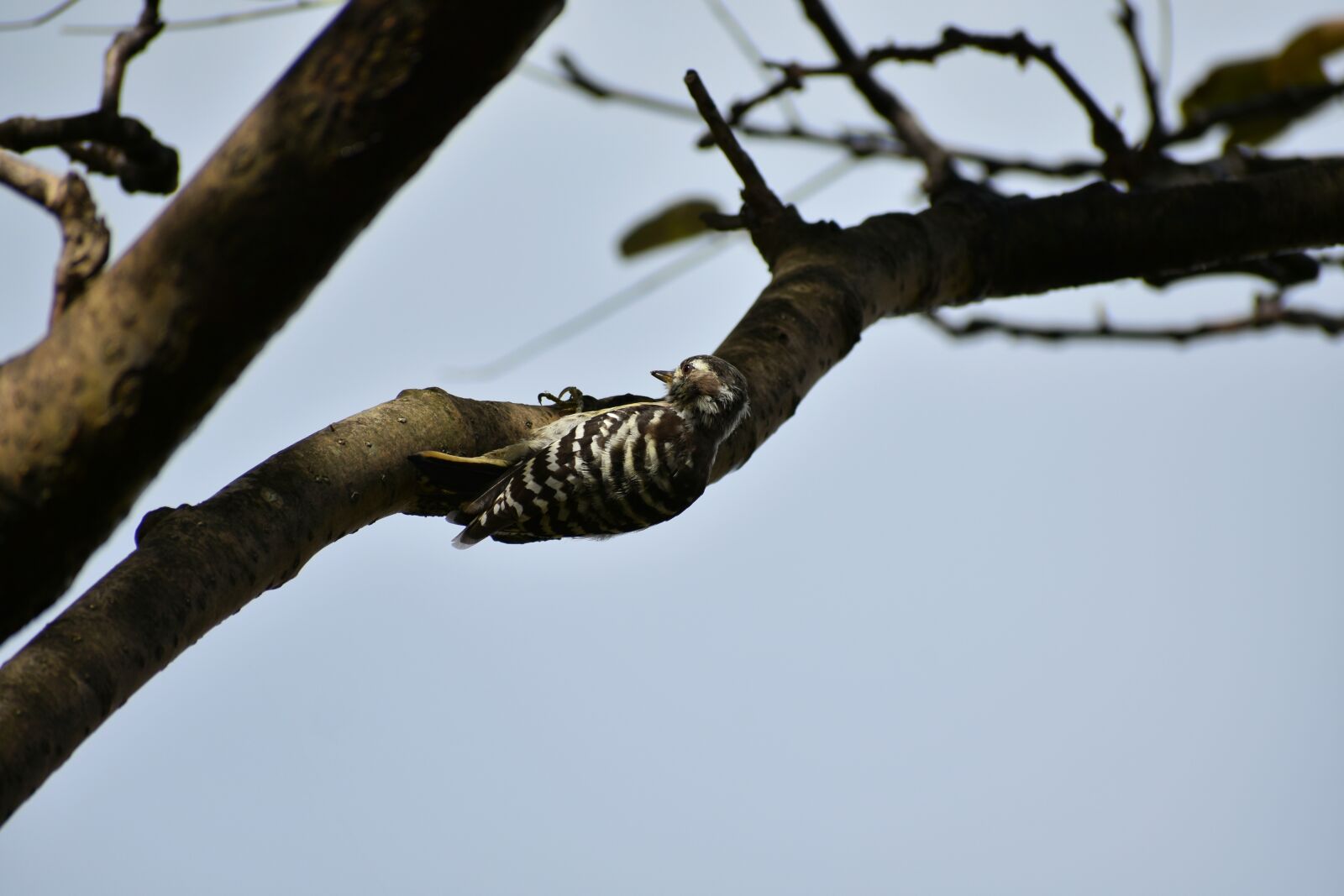Nikon D7200 sample photo. Animal, wood, bird photography