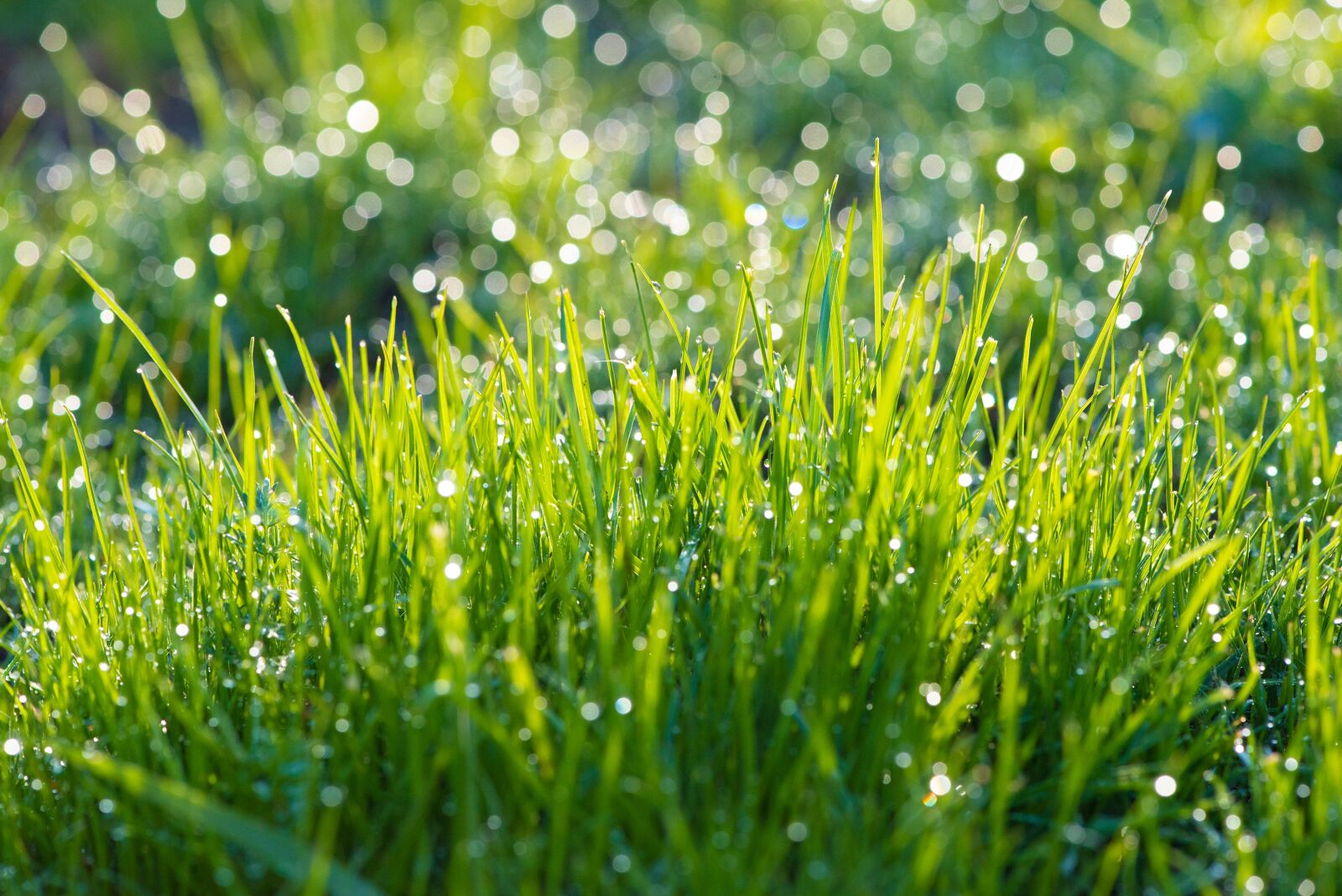 Nikon D750 sample photo. Grass, meadow, green photography