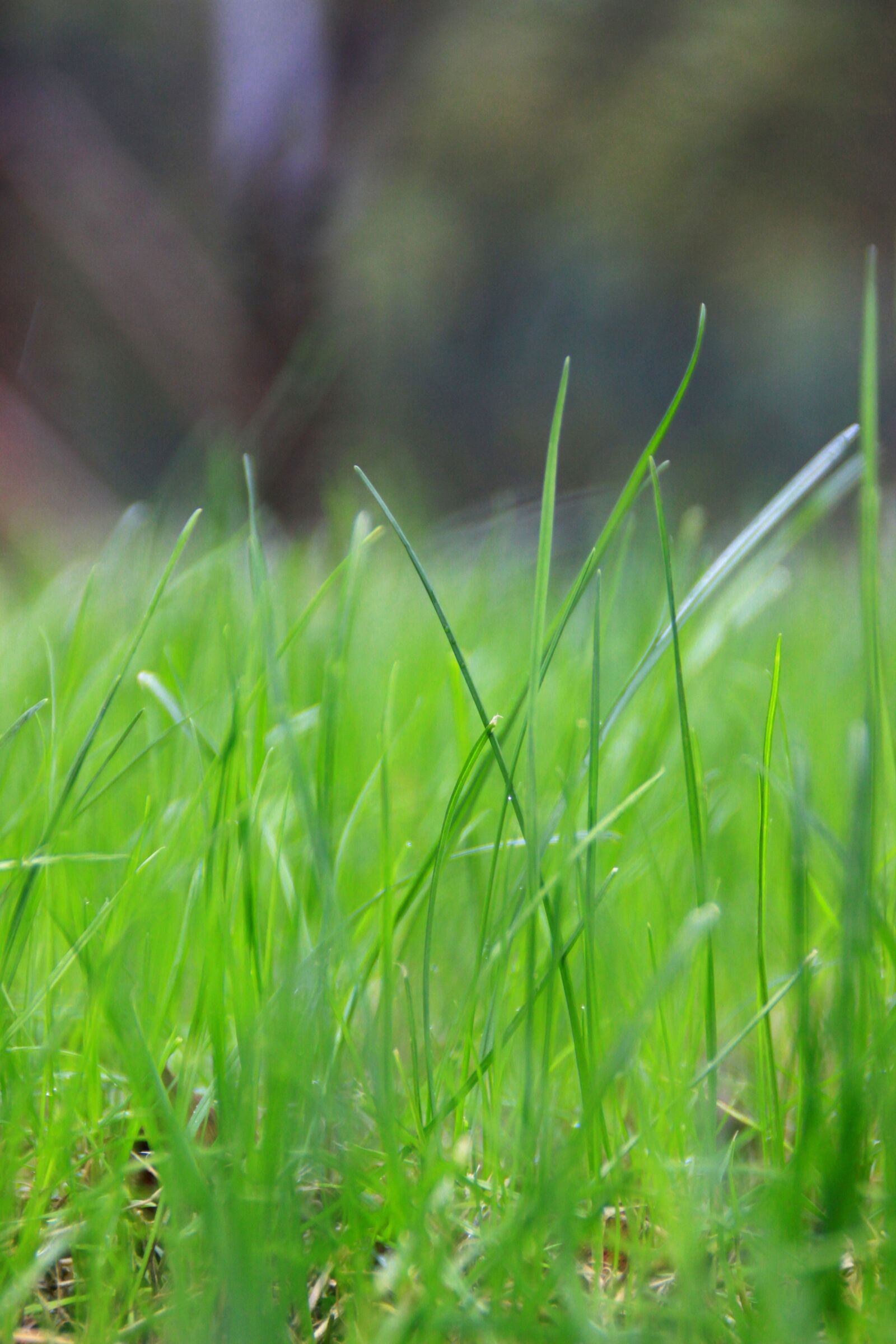 Canon EOS 600D (Rebel EOS T3i / EOS Kiss X5) sample photo. Green grass, green, grassland photography