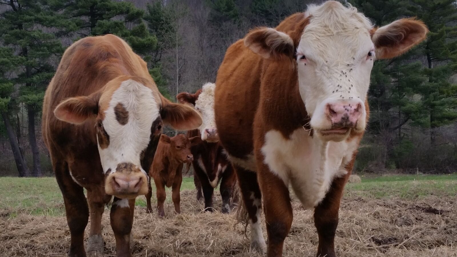 Samsung Galaxy S5 sample photo. Cow, cows, farm photography